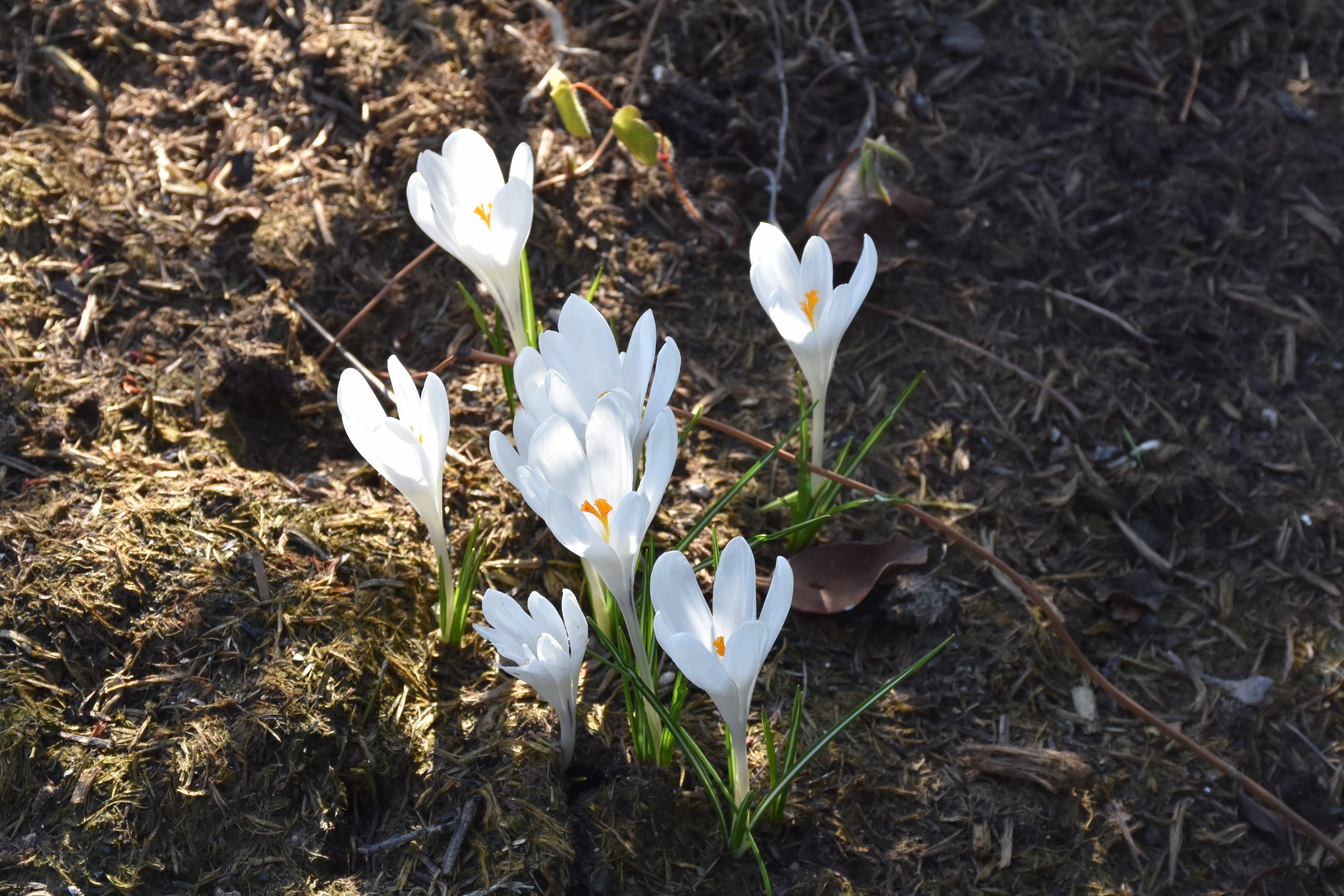 9114_crocus_tommasinianus_albus_XS_004.jpg