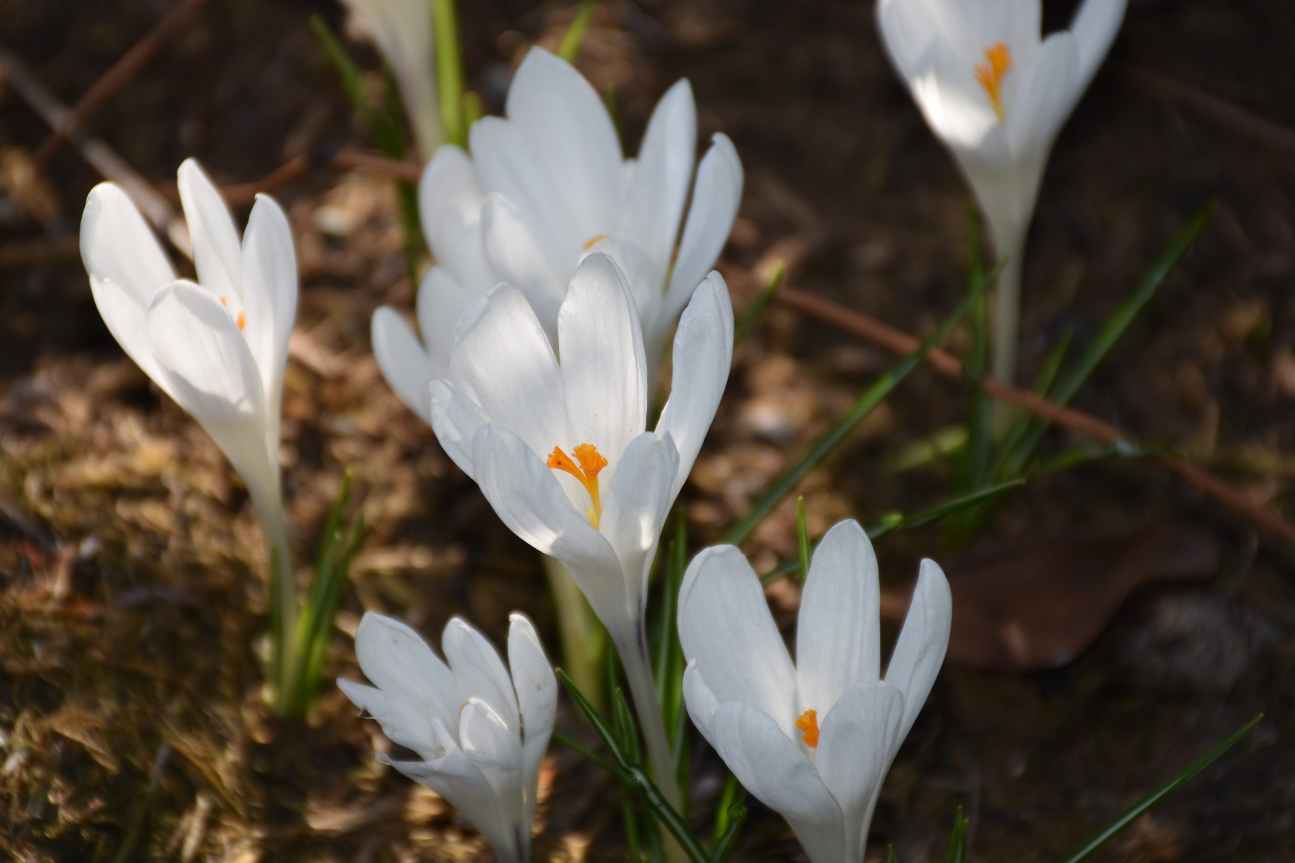 9115_crocus_tommasinianus_albus_XS_005.jpg