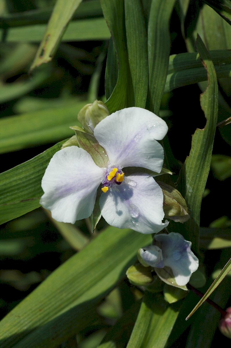 9117_tradescantia_andersoniana_blanca_XS_001.jpg