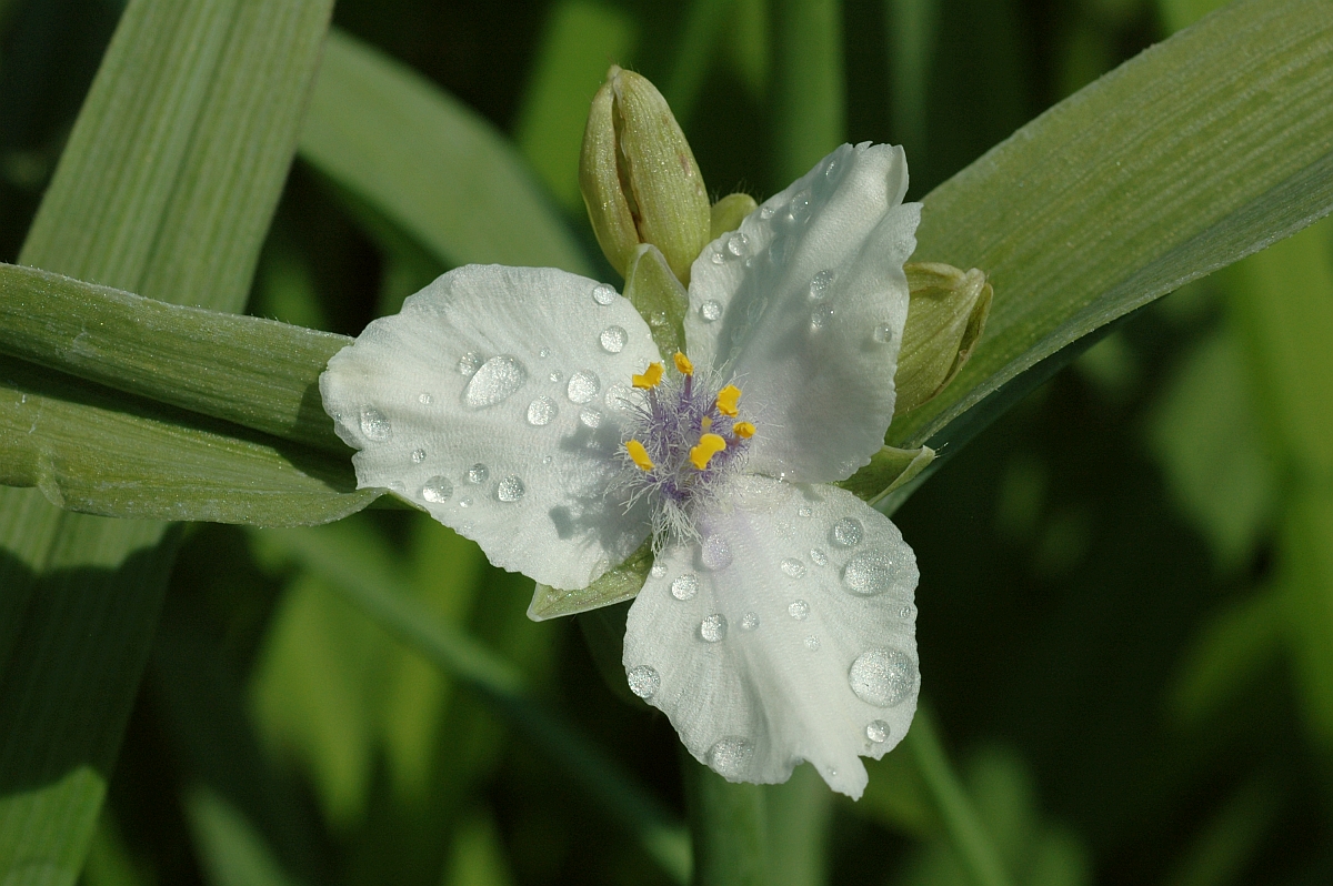9118_tradescantia_andersoniana_blanca_XS_002.jpg