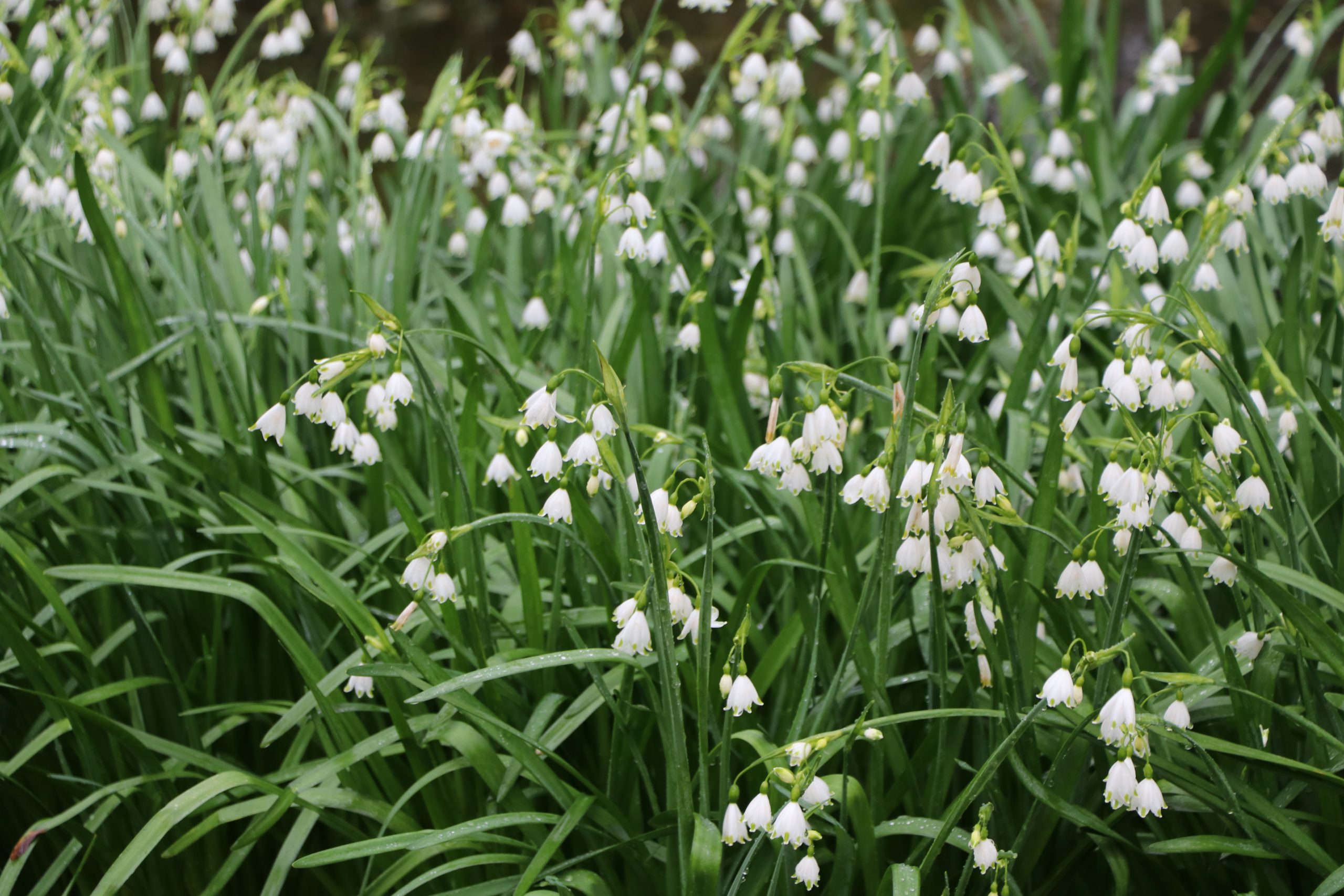 9119_leucojum_vernum_BG_002.jpg