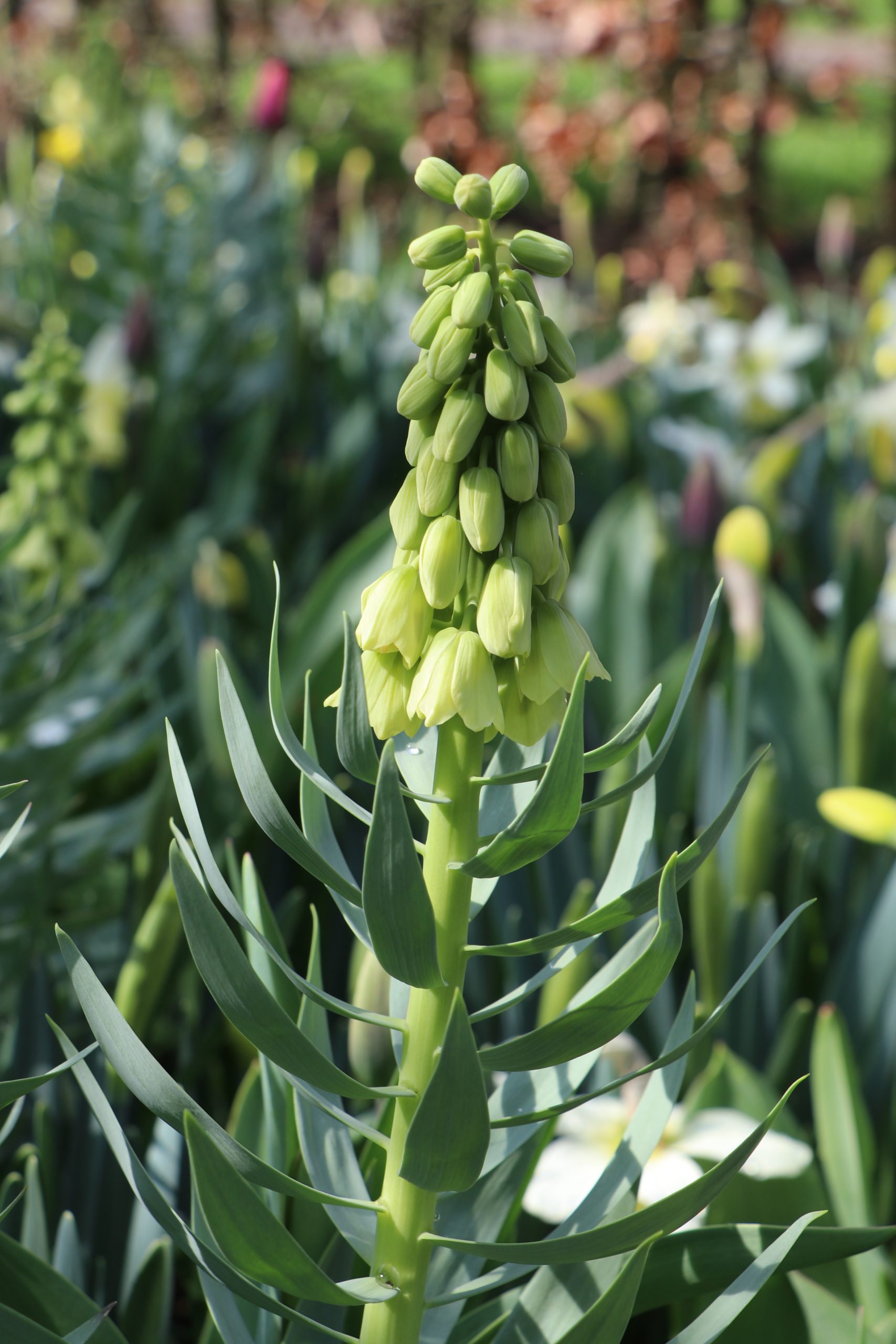 9123_fritillaria_persica_ivory_bells_BG_002.jpg