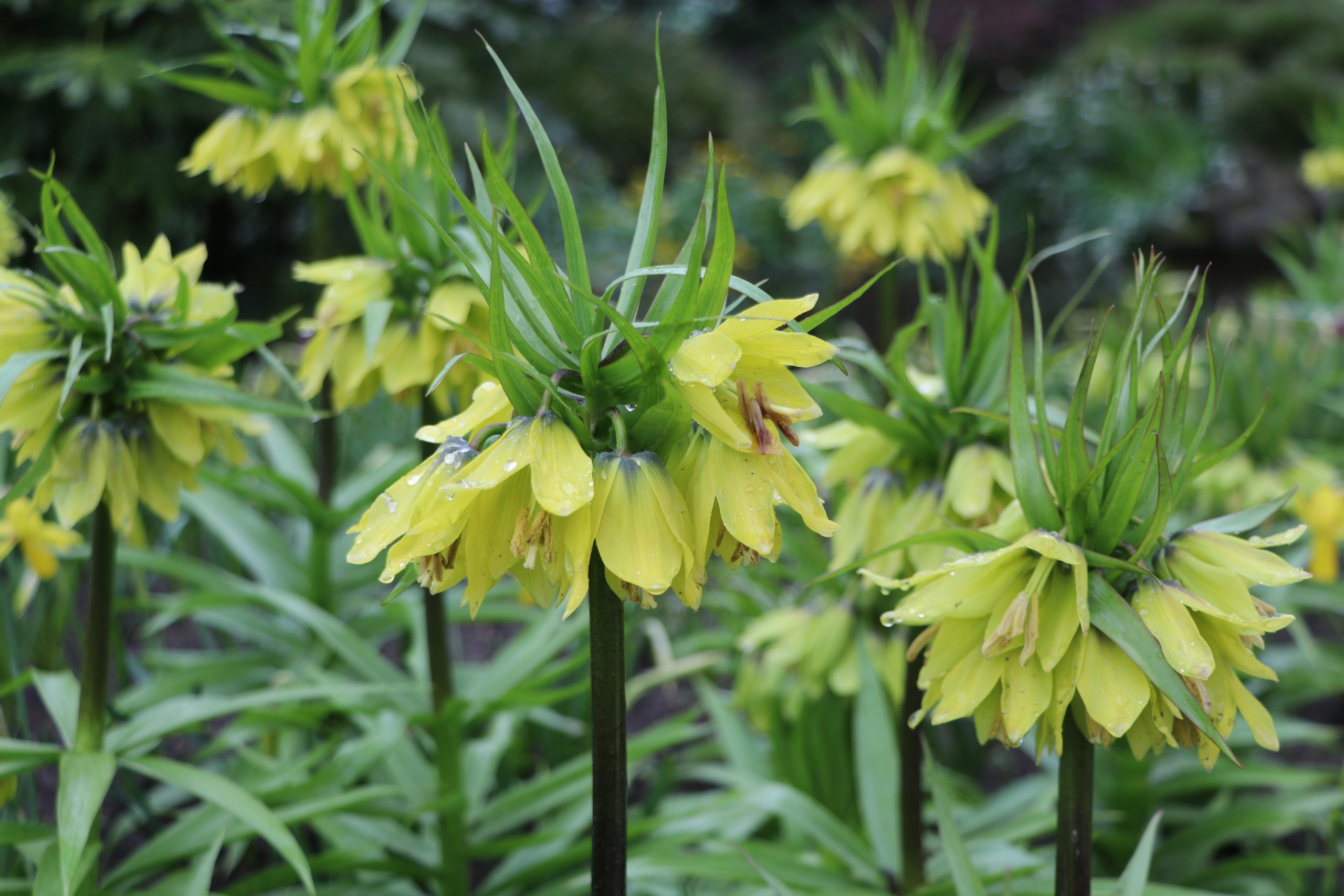 9124_fritillaria_imperialis_early_passion_BG_001.jpg