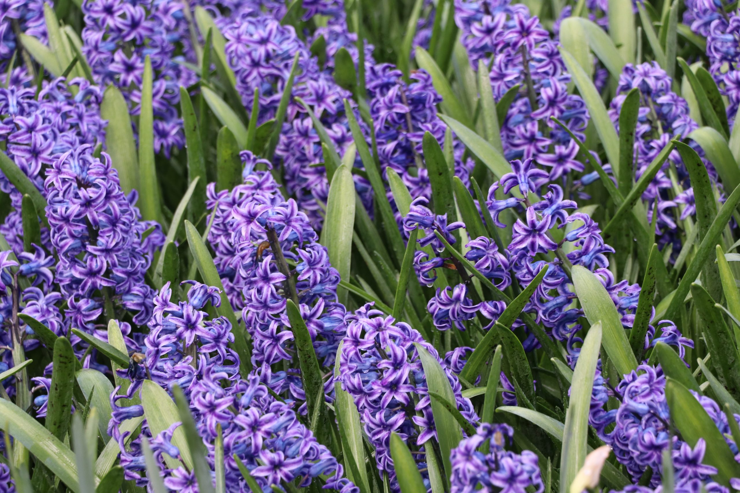 9128_hyacinthus_orientalis_blue_jacket_BG_002.jpg