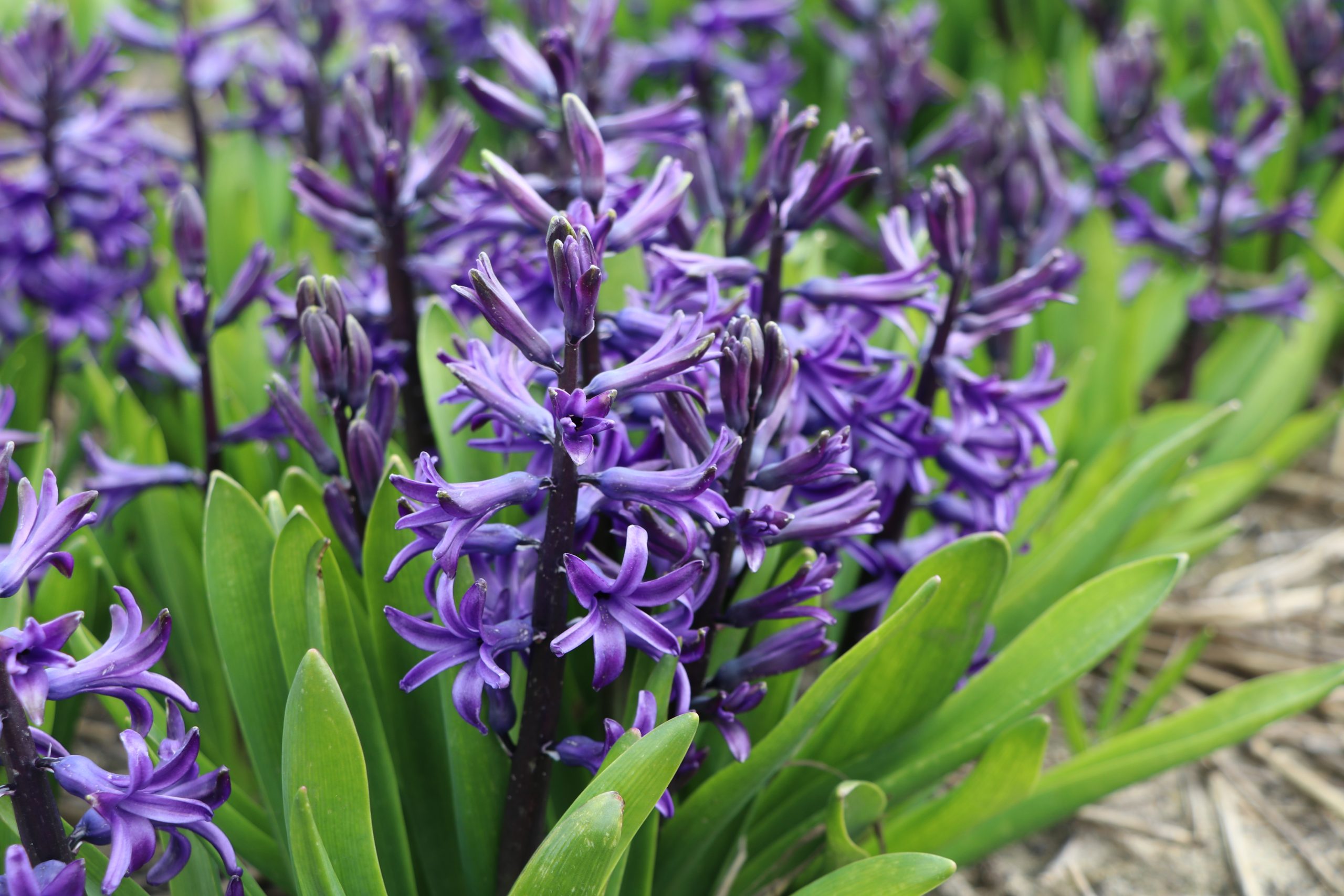 9129_hyacinthus_cultorum_BG_002.jpg