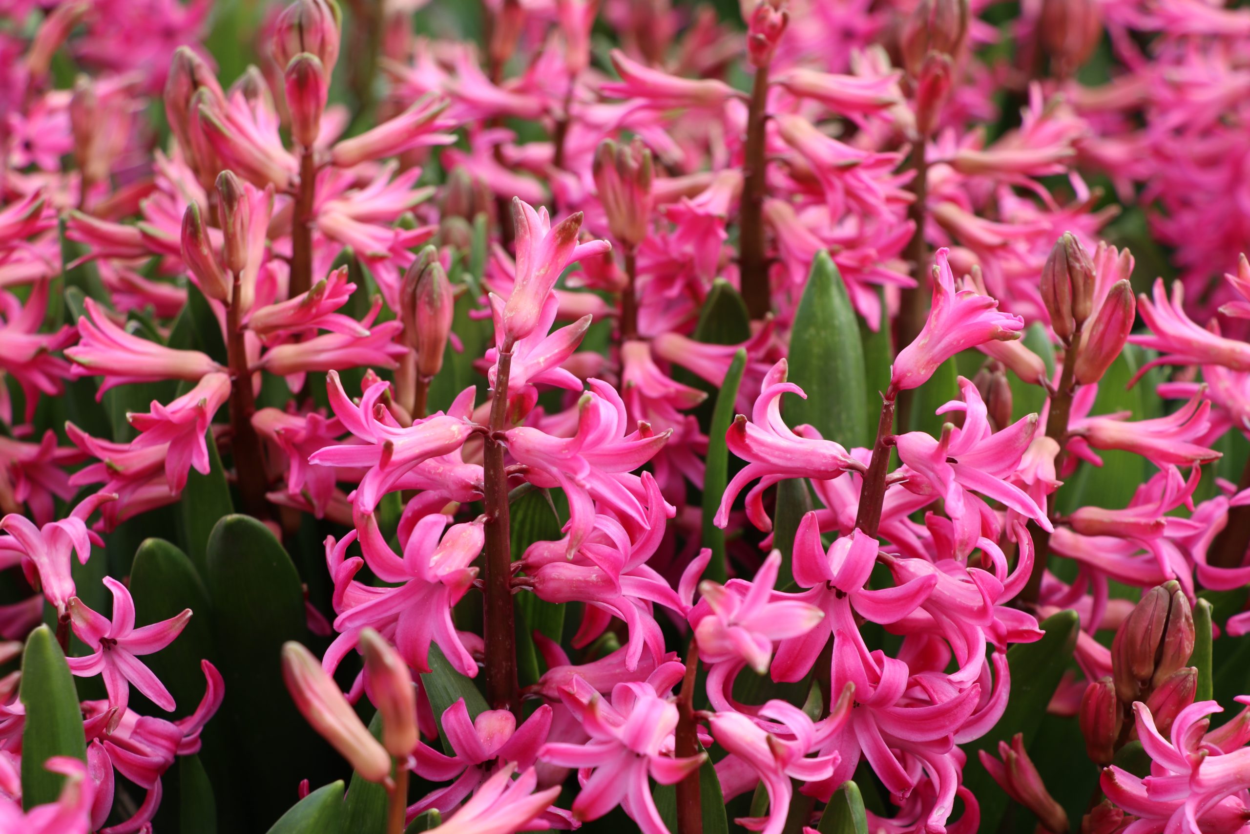9130_hyacinthus_cultorum_BG_002.jpg
