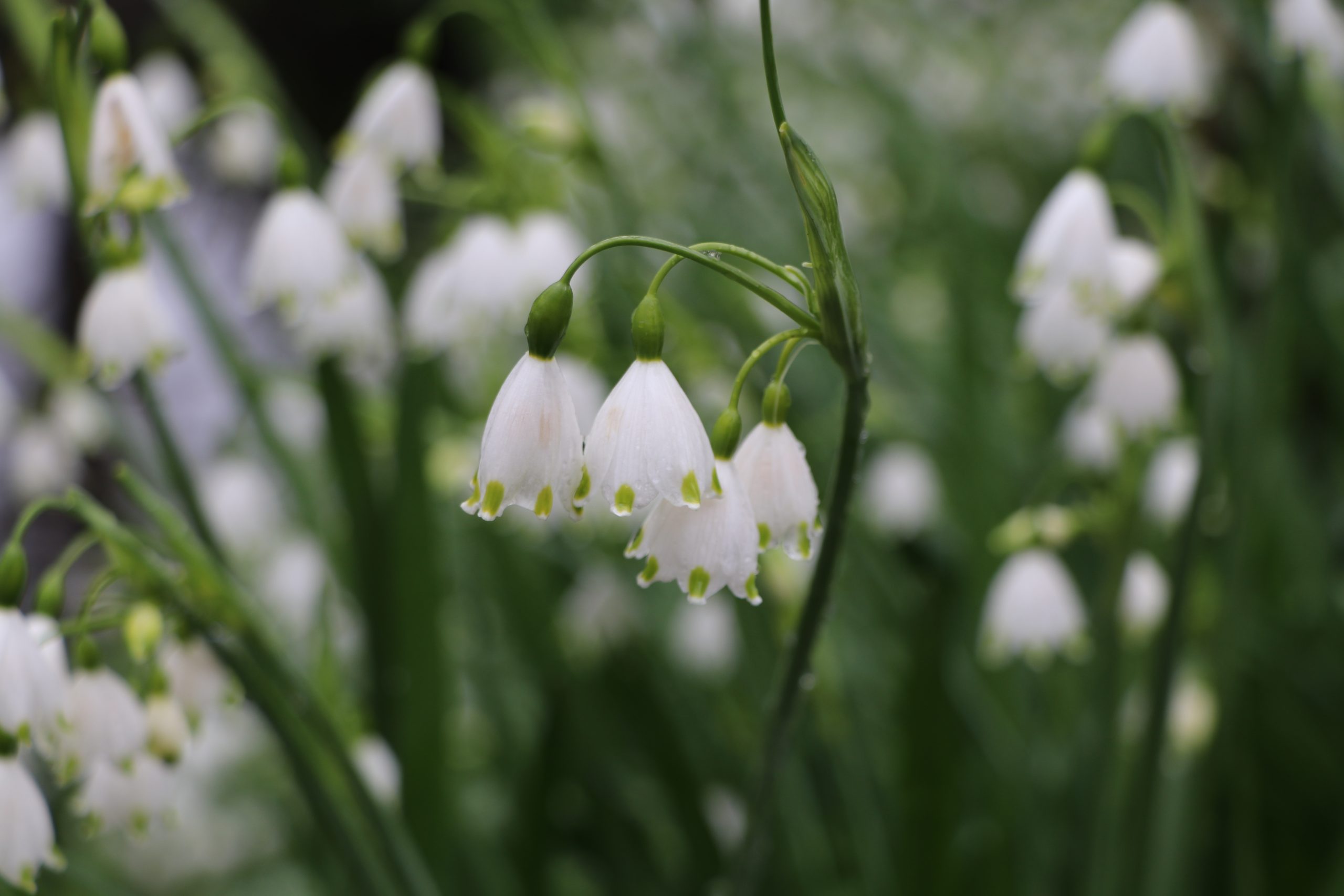 9131_leucojum_vernum_BG_003.jpg