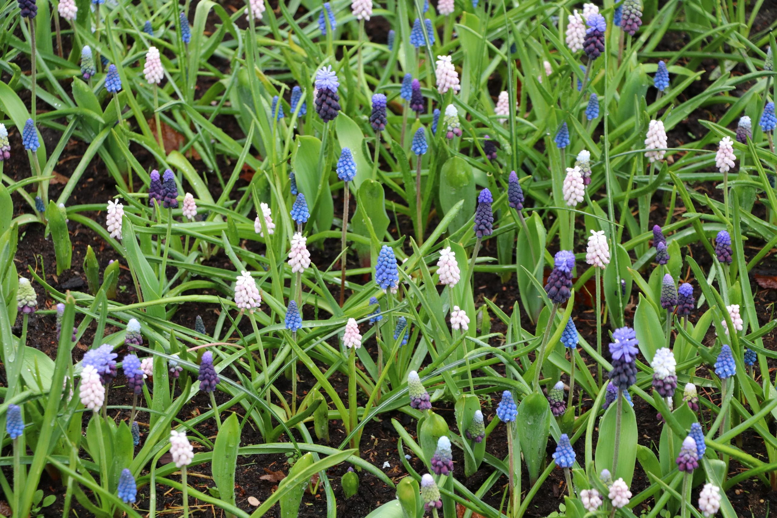 9133_muscari_cultorum_perlenmischung_BG_001.jpg