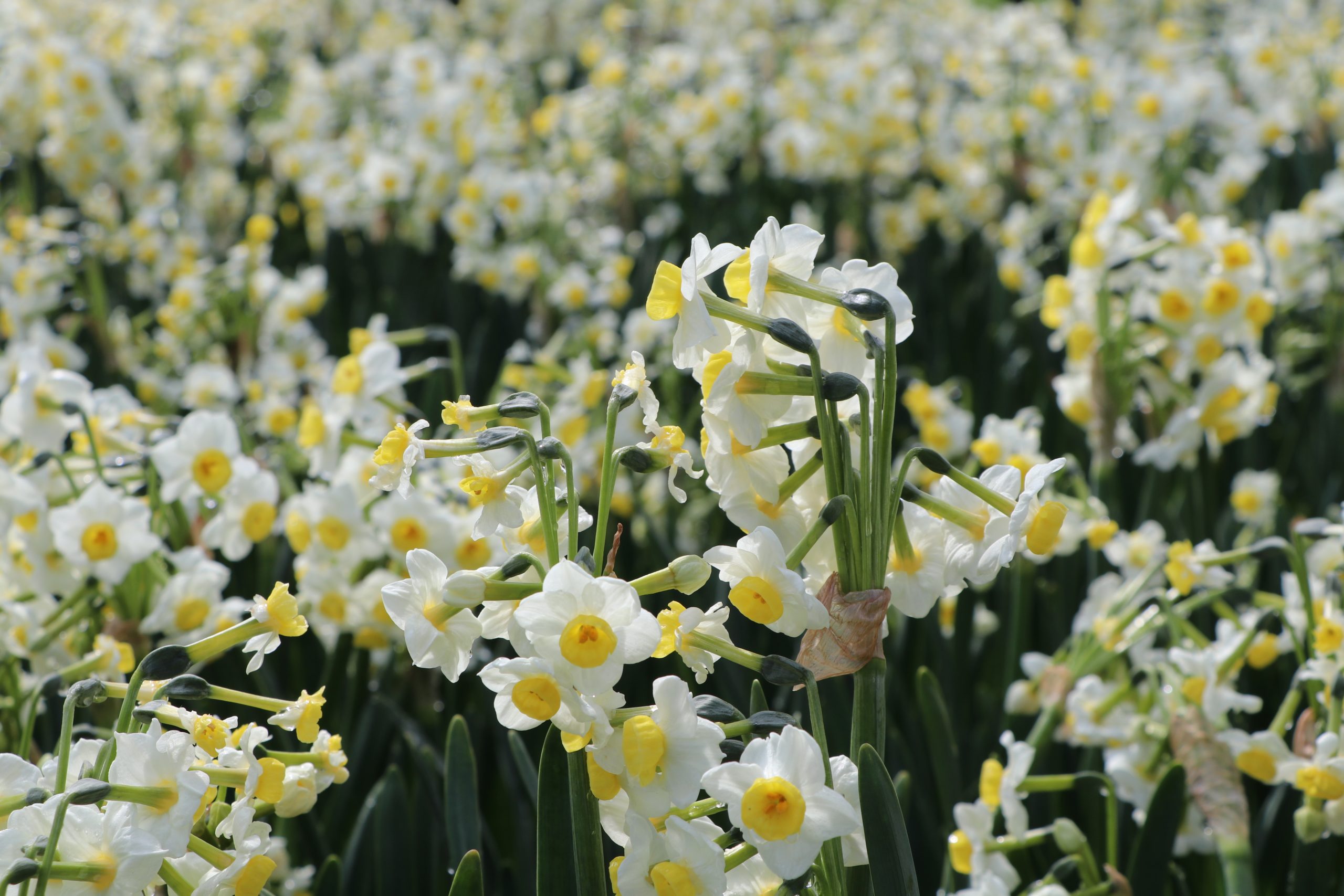 9134_narcissus_cultorum_avalanche_BG_002.jpg