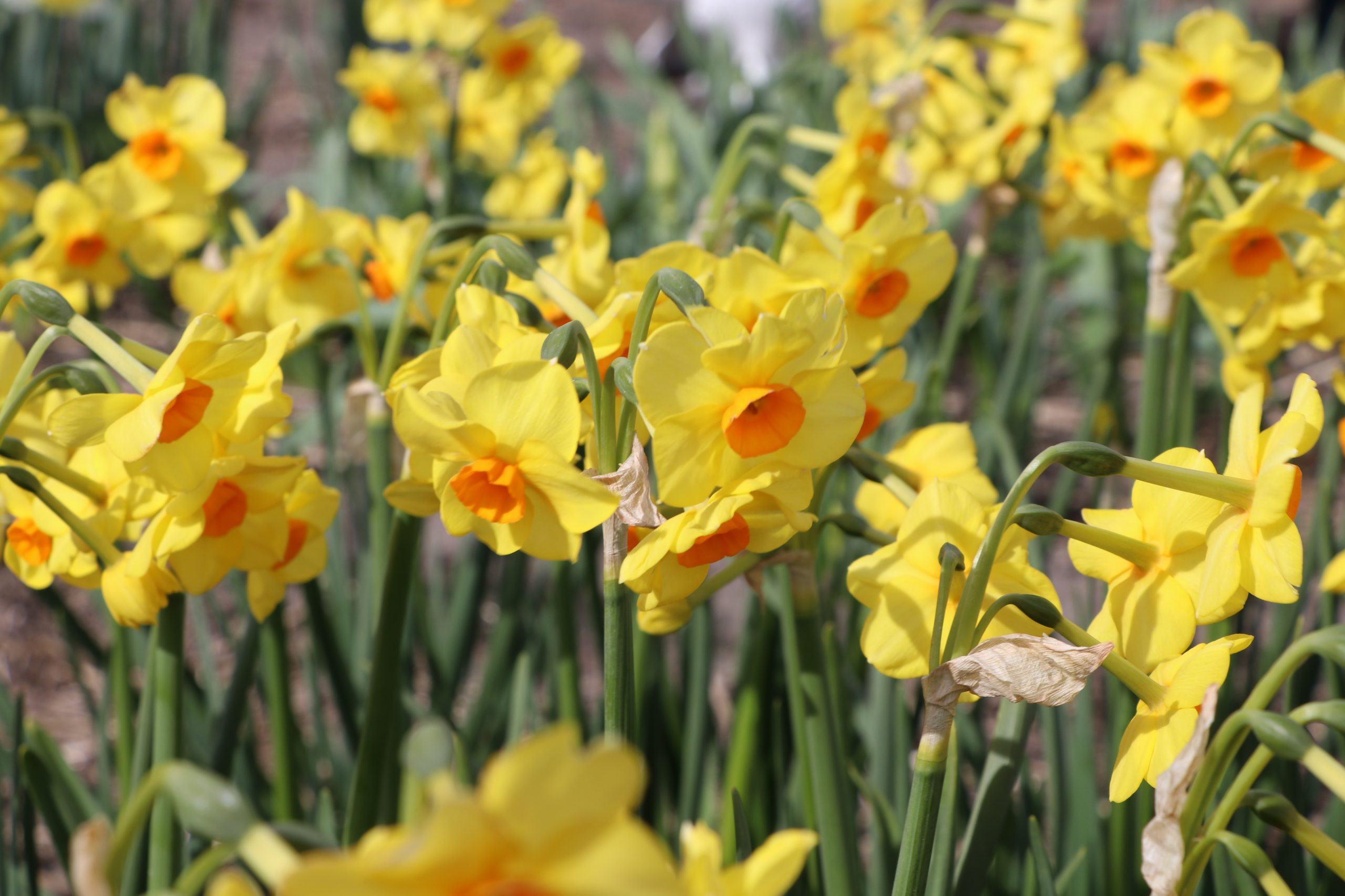 9139_narcissus_cultorum_martinette_BG_002-1.jpg