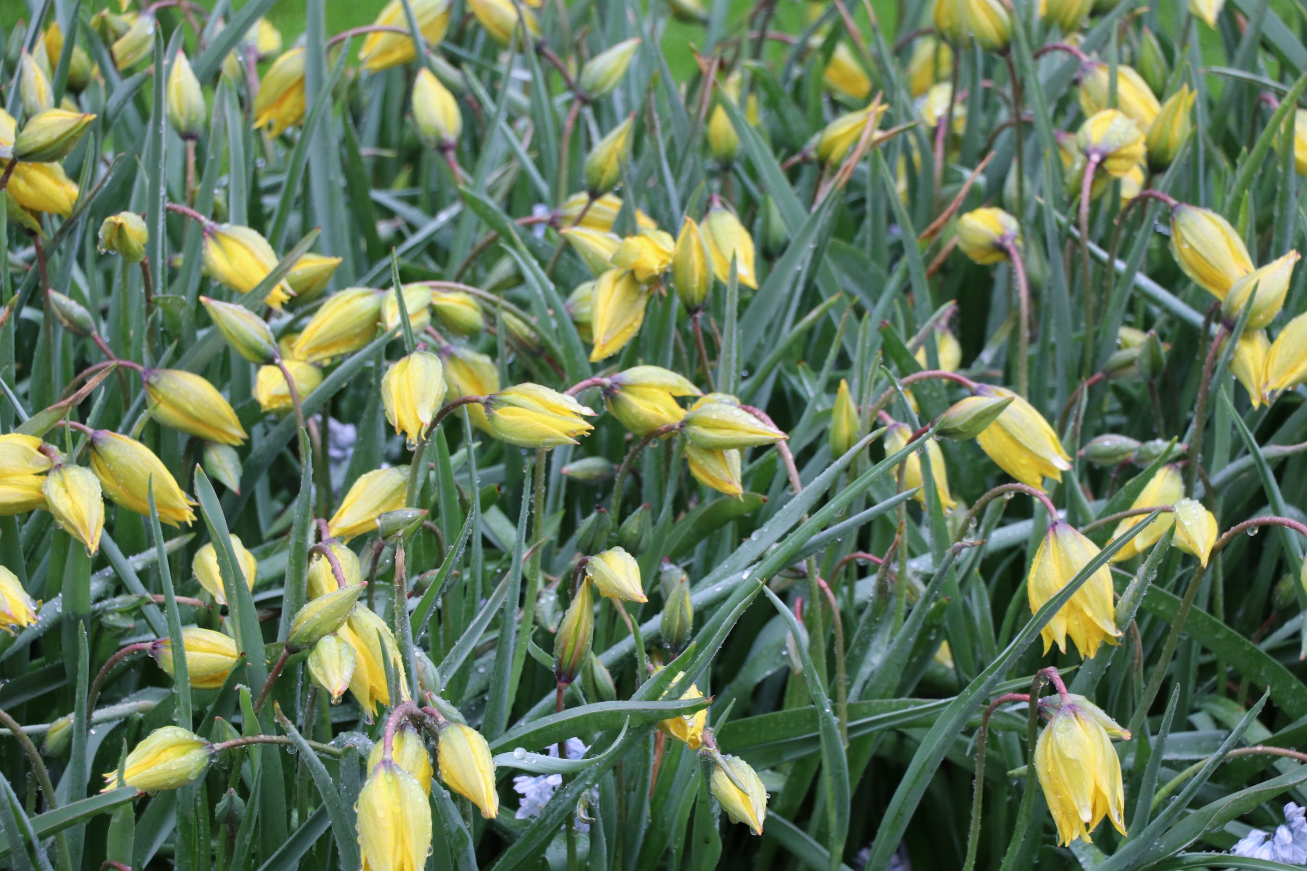 9156_tulipa_sylvestris_BG_003.jpg