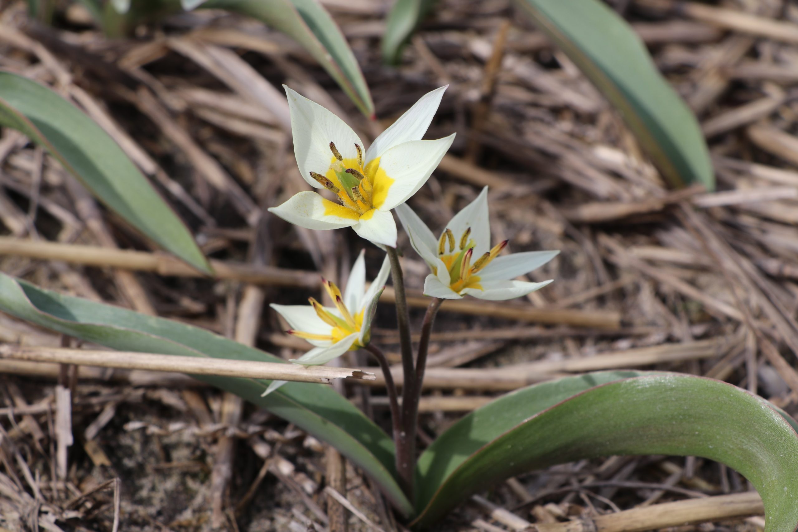 9157_tulipa_turkestanica_BG_006-1.jpg
