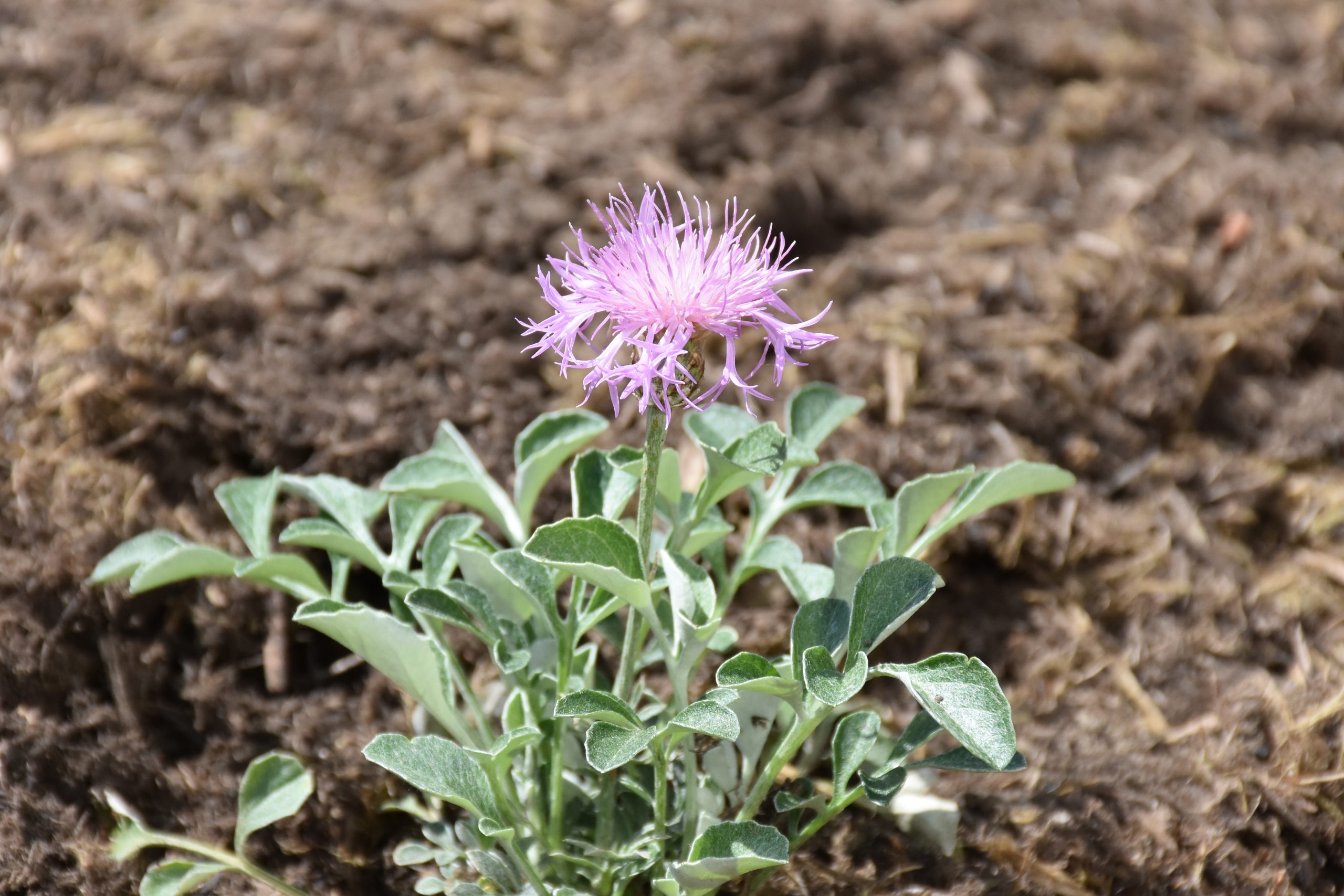 9160_centaurea_bella_XS_003.jpg