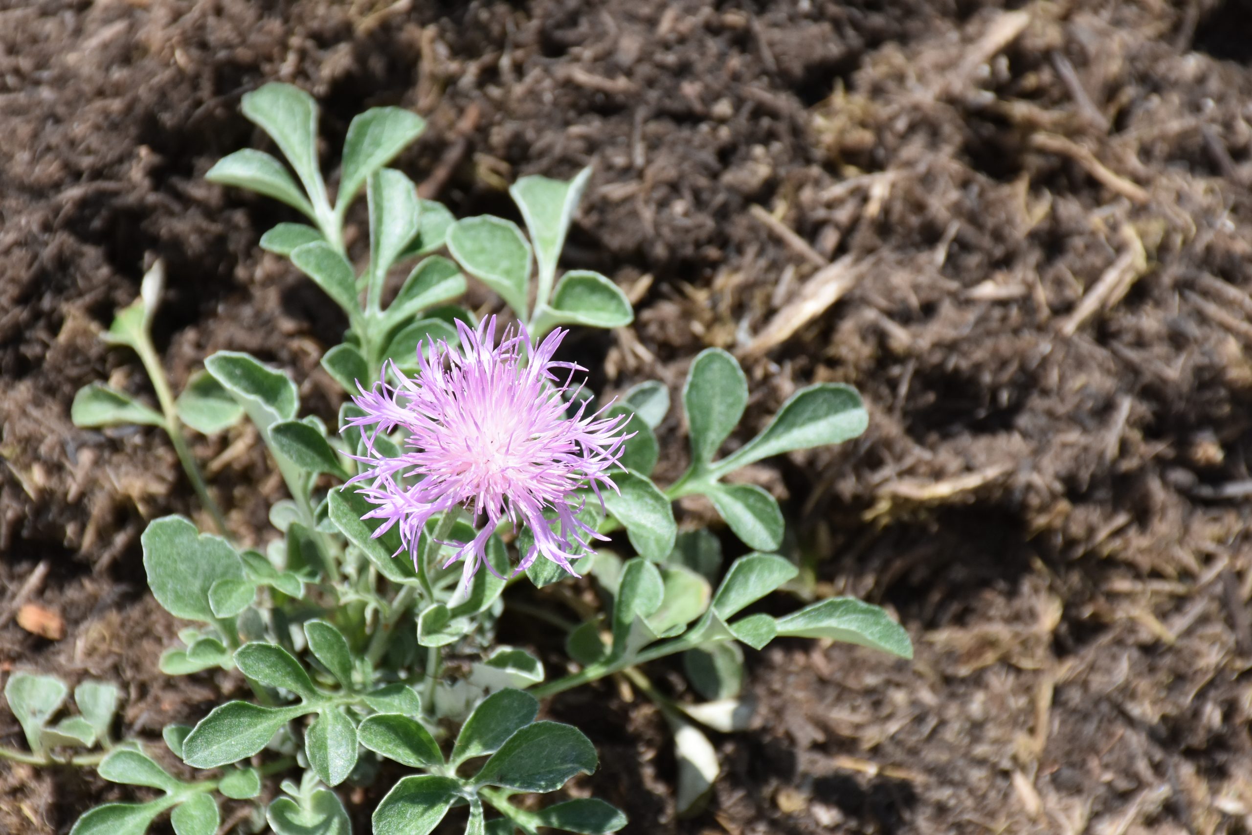 9161_centaurea_bella_XS_004.jpg