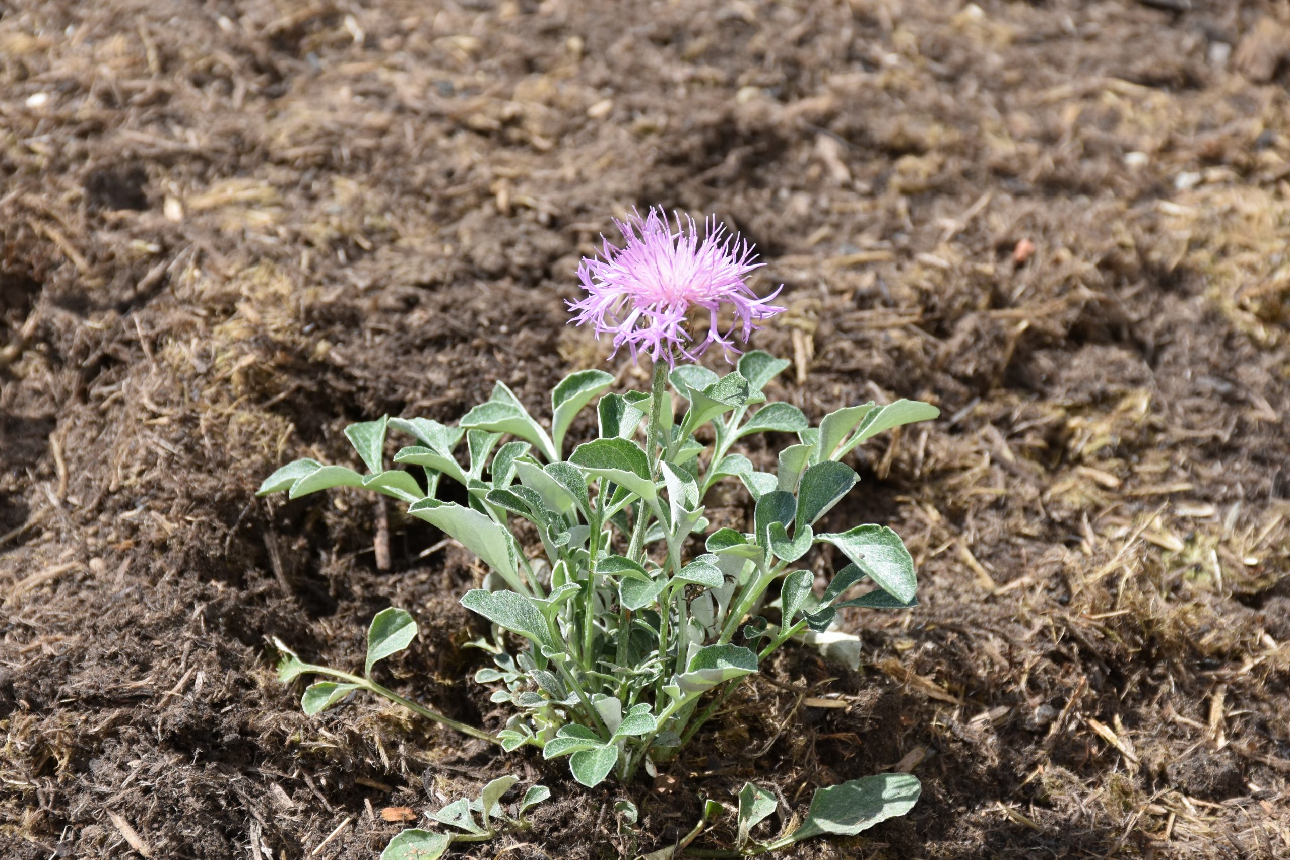 9162_centaurea_bella_XS_005.jpg