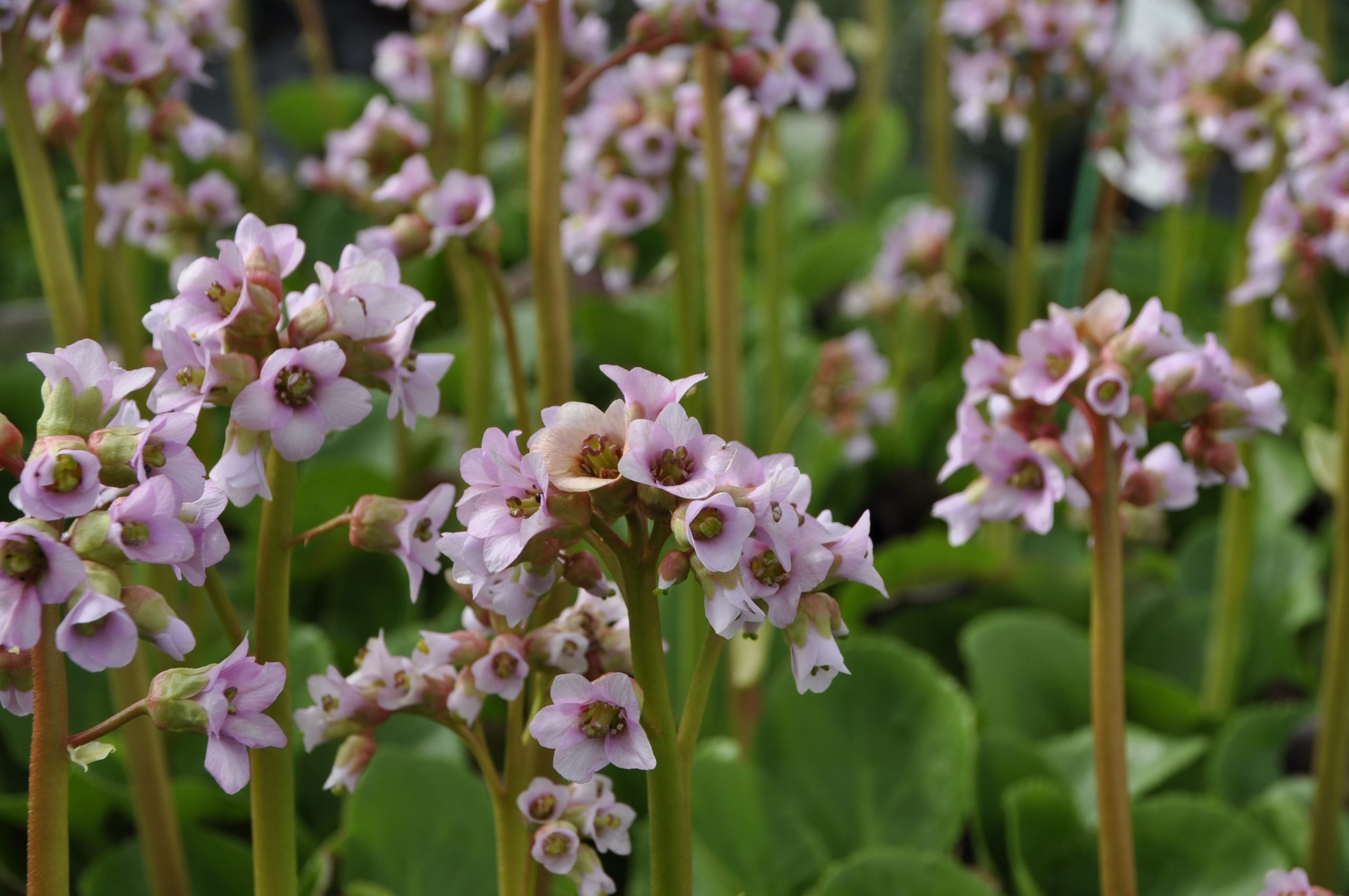 9195_bergenia_cordifolia_baby_doll_BG_004.jpg