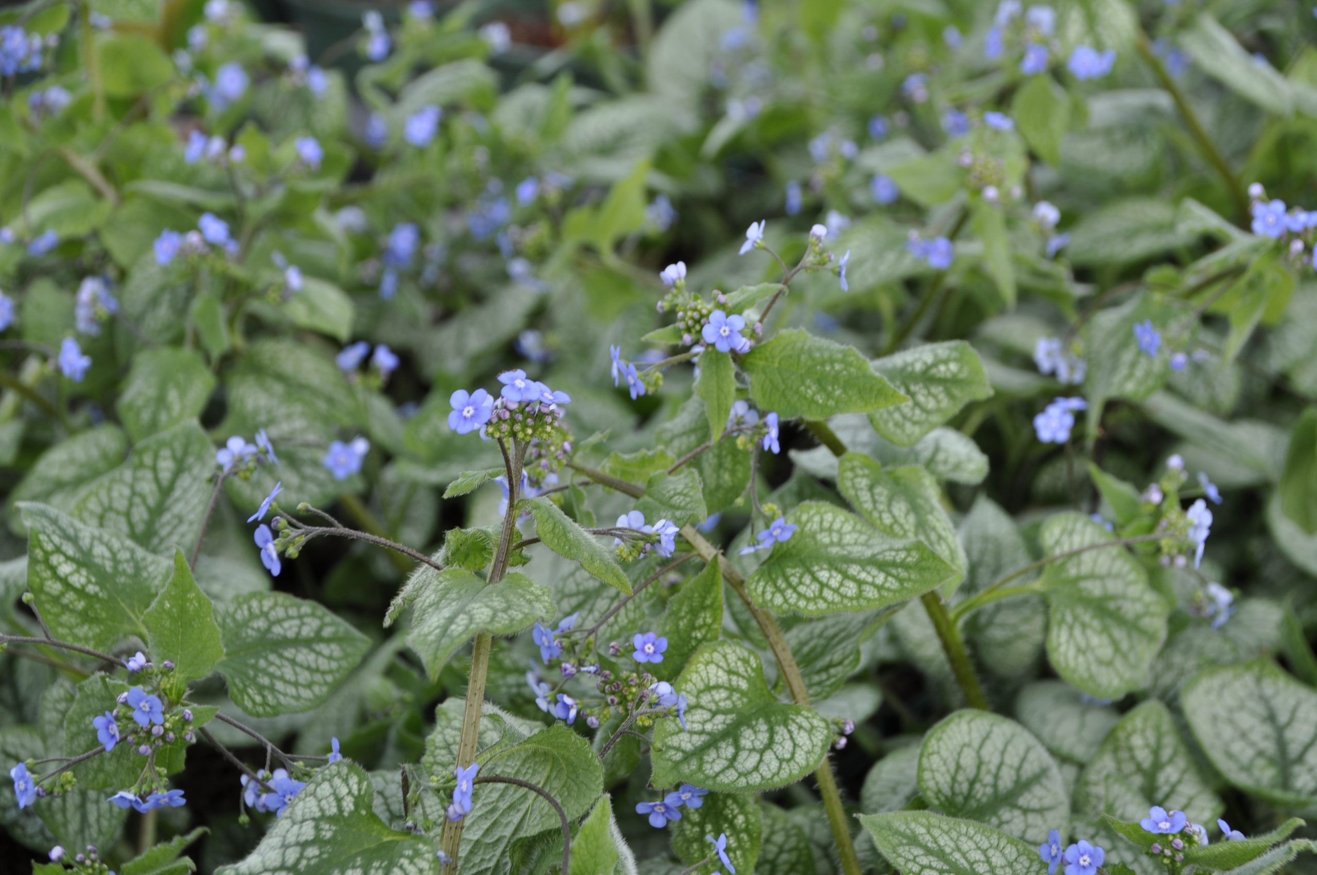 9203_brunnera_macrophylla_jack_frost_BG_005.jpg