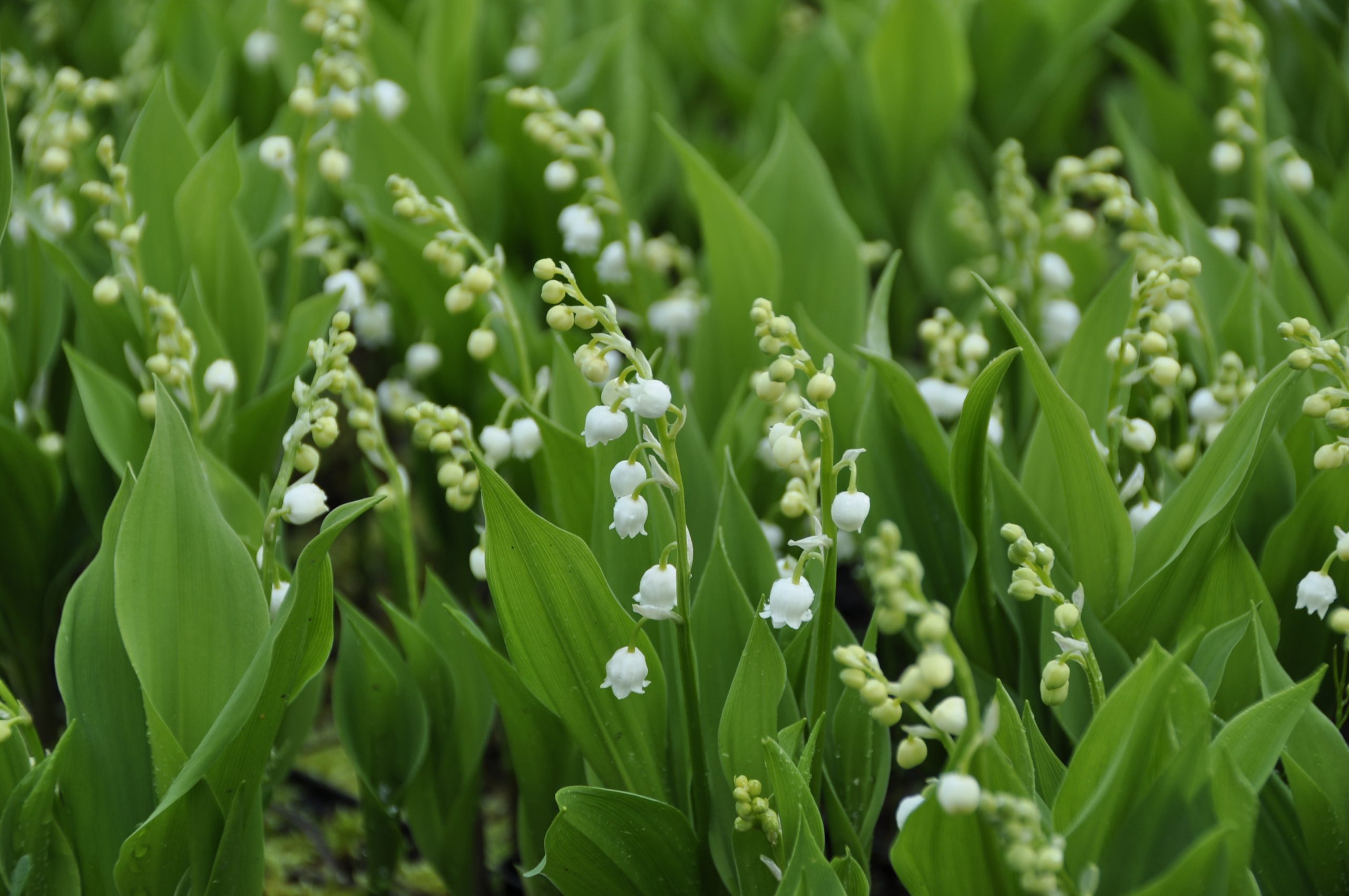 9204_convallaria_majalis_BG_005.jpg