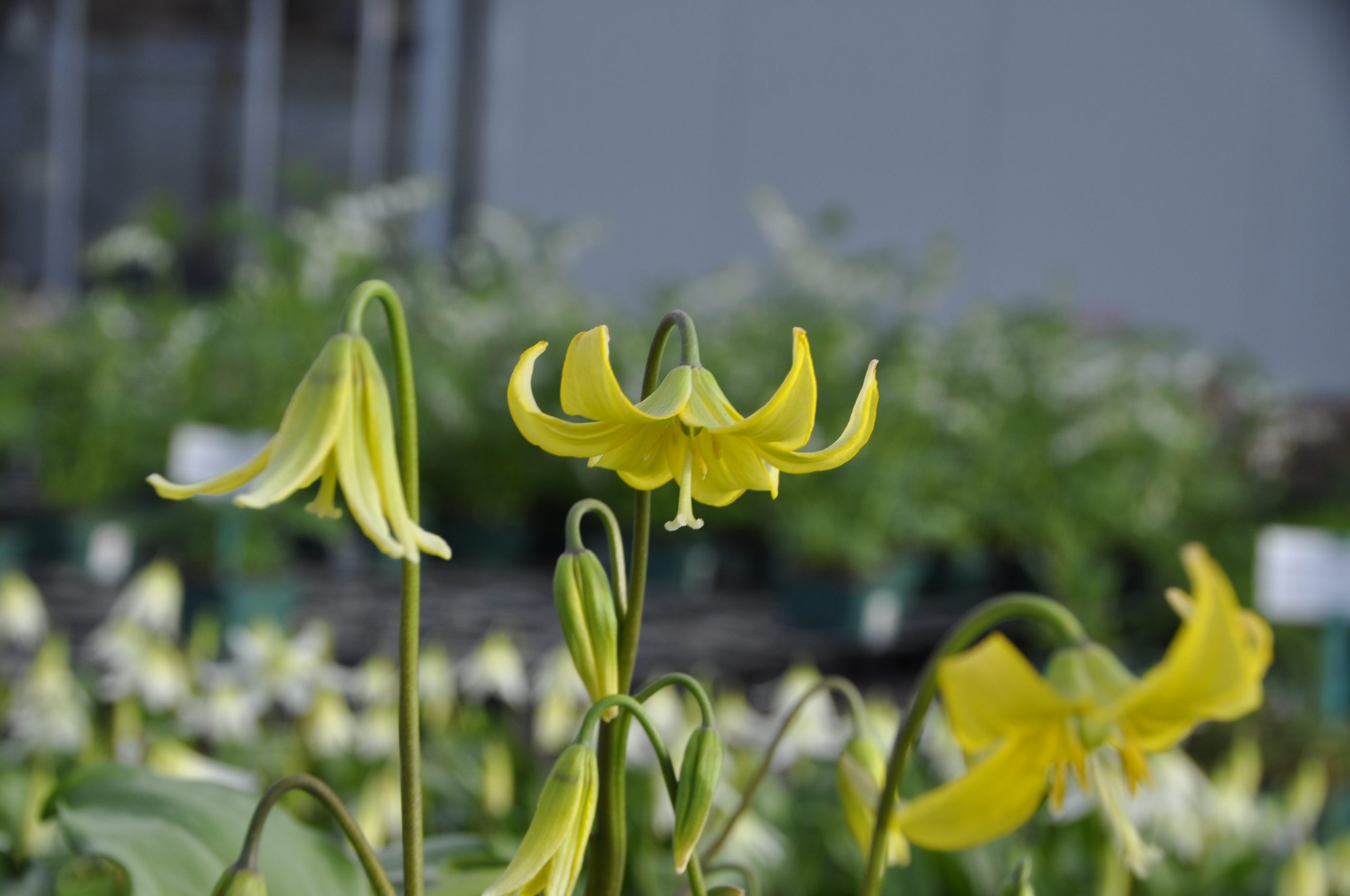 9208_erythronium_cultorum_pagoda_BG_006.jpg