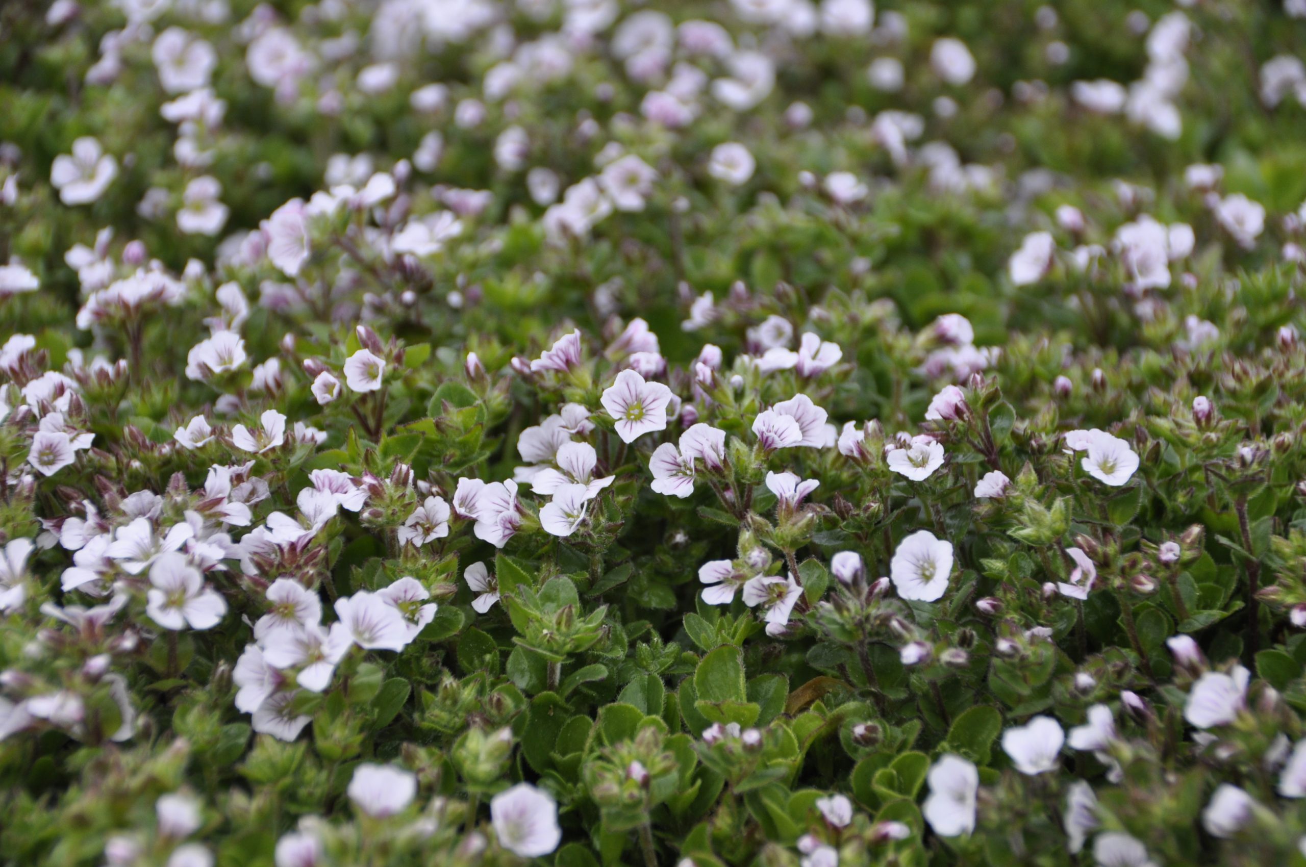 9213_gypsophila_cerastioides_BG_004.jpg