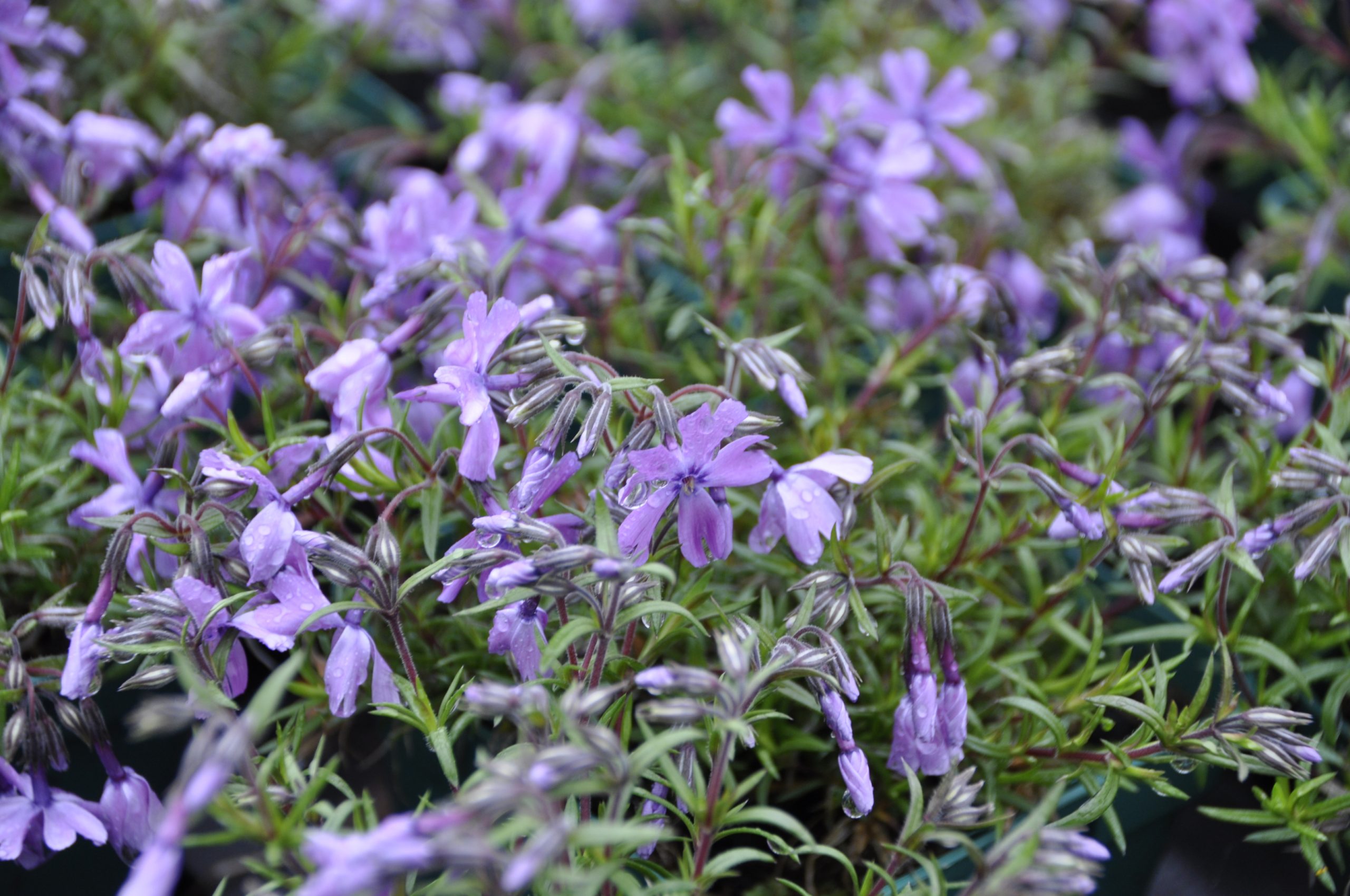 9224_phlox_subulata_purple_beauty_BG_003.jpg