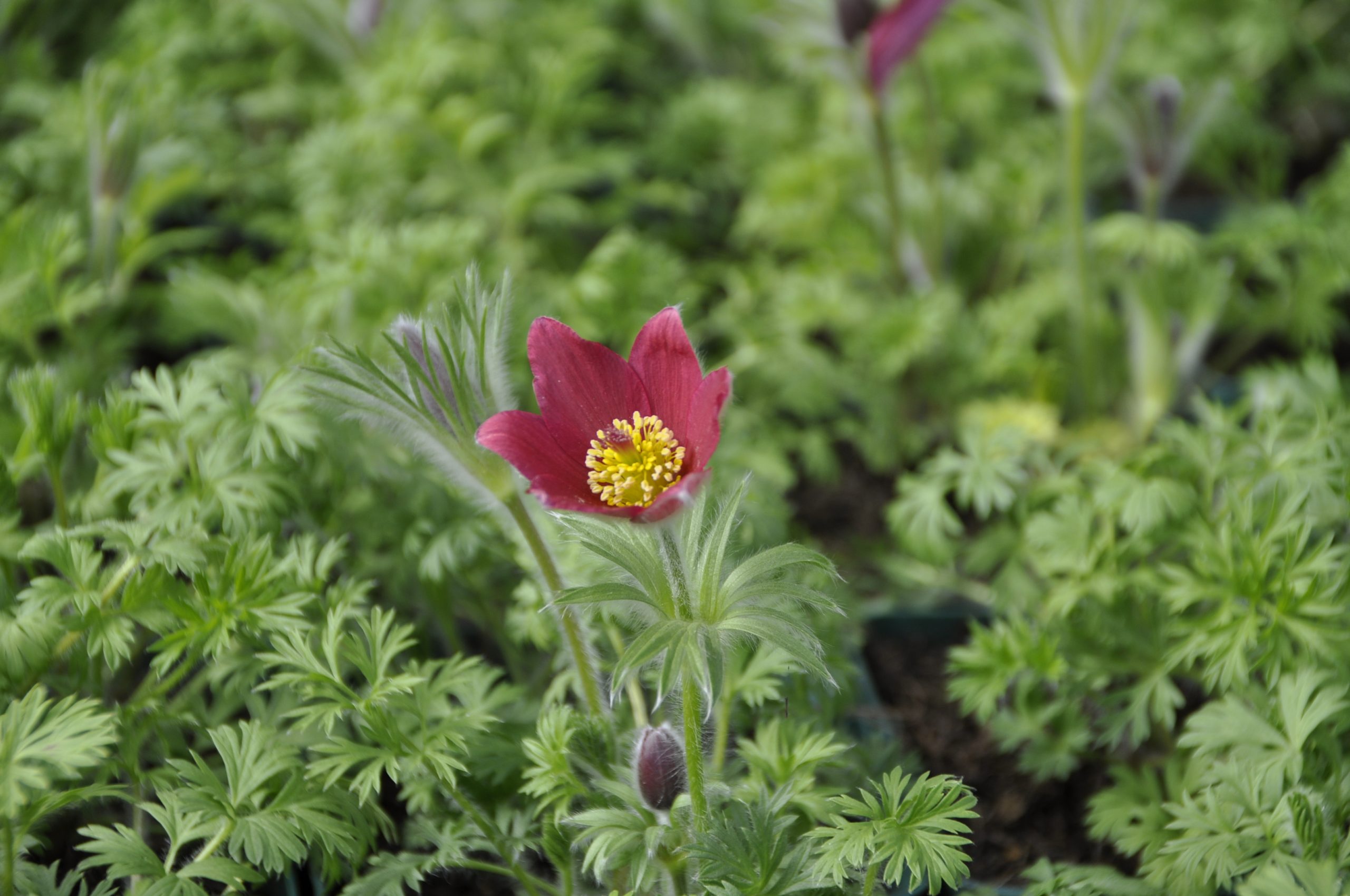 9237_pulsatilla_vulgaris_rubra_BG_002.jpg