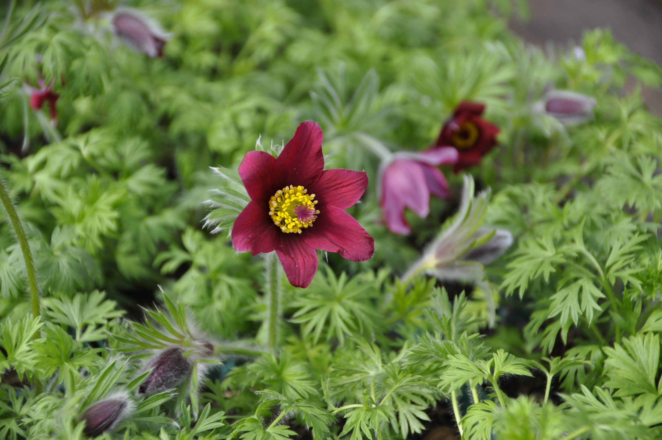 9238_pulsatilla_vulgaris_rubra_BG_003.jpg