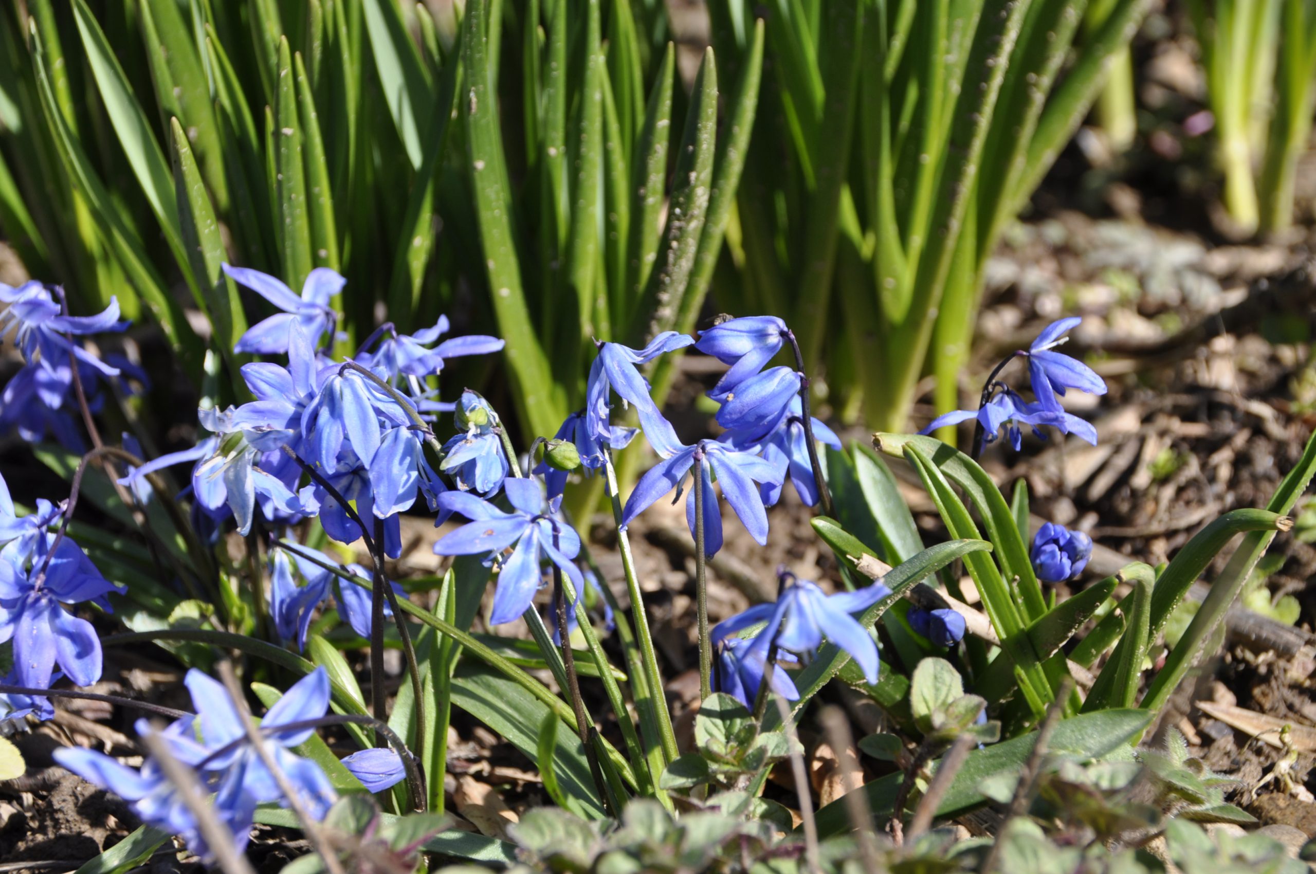 9241_scilla_siberica_BG_004-1.jpg