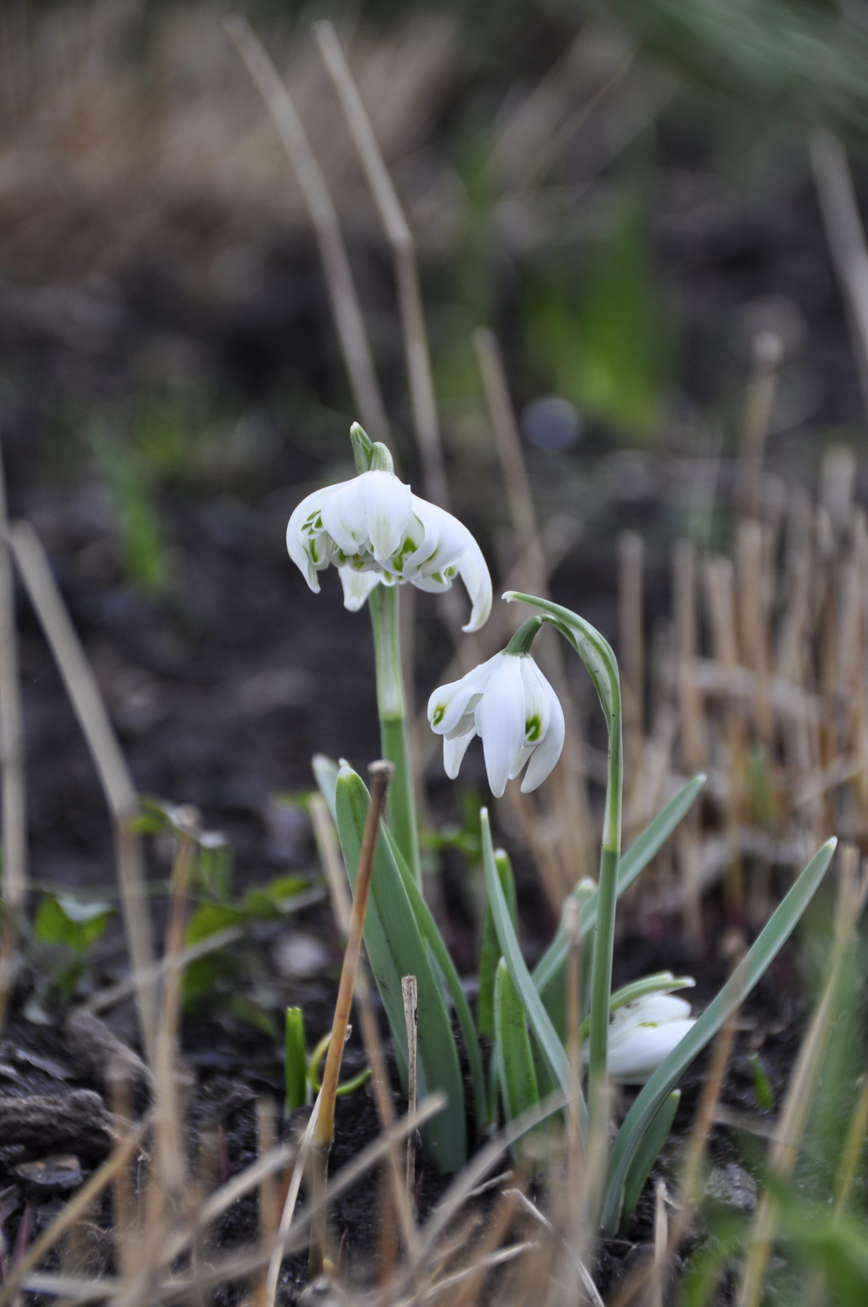 9246_galanthus_nivalis_flore_pleno_BG_002.jpg