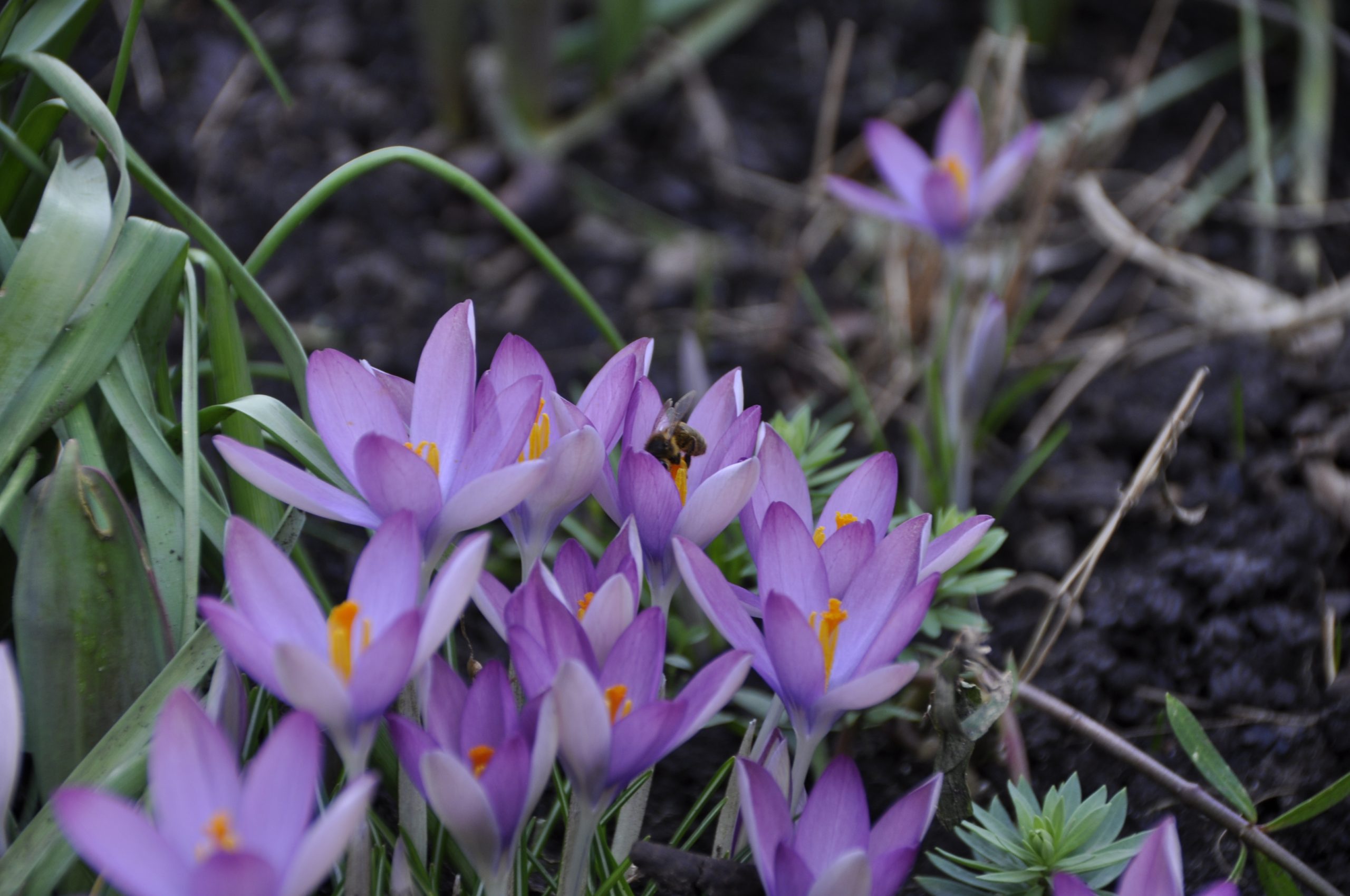 9247_crocus_tommasinianus_BG_005.jpg