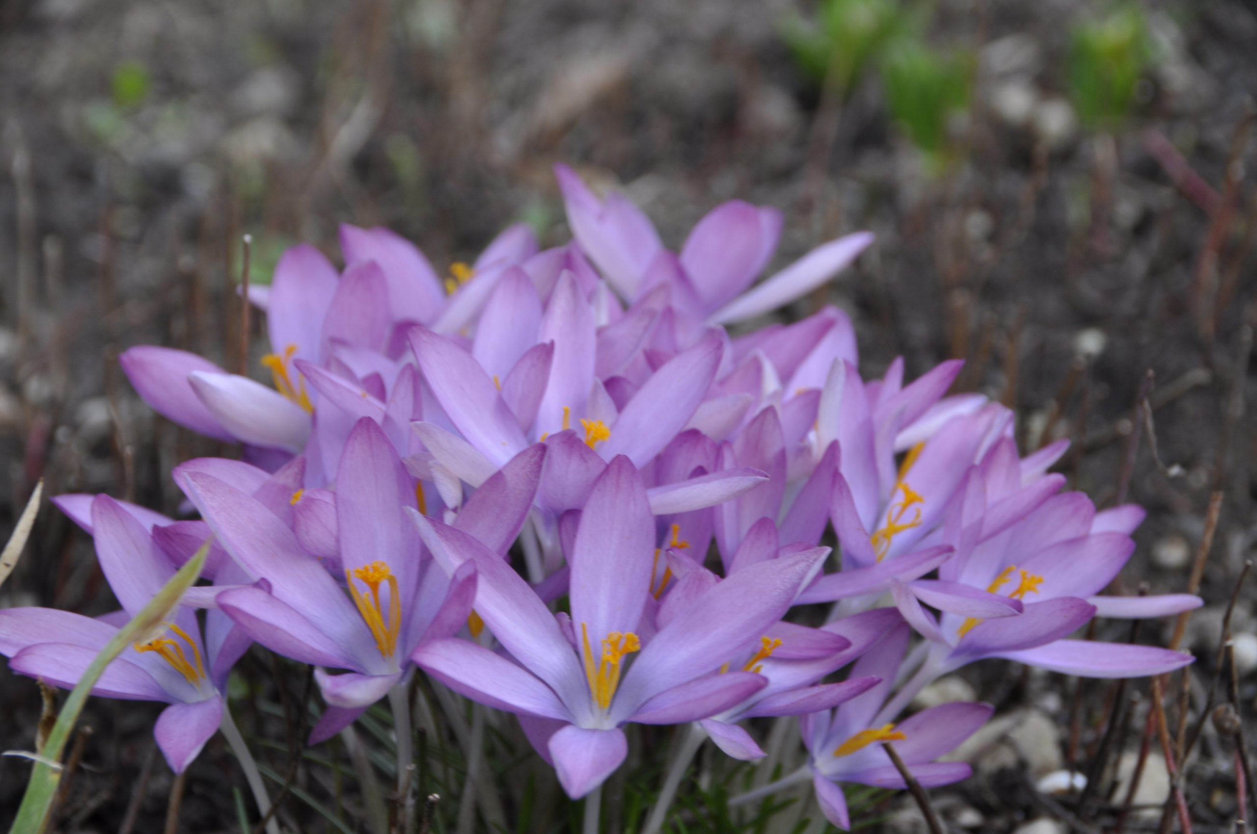 9248_crocus_tommasinianus_BG_006.jpg