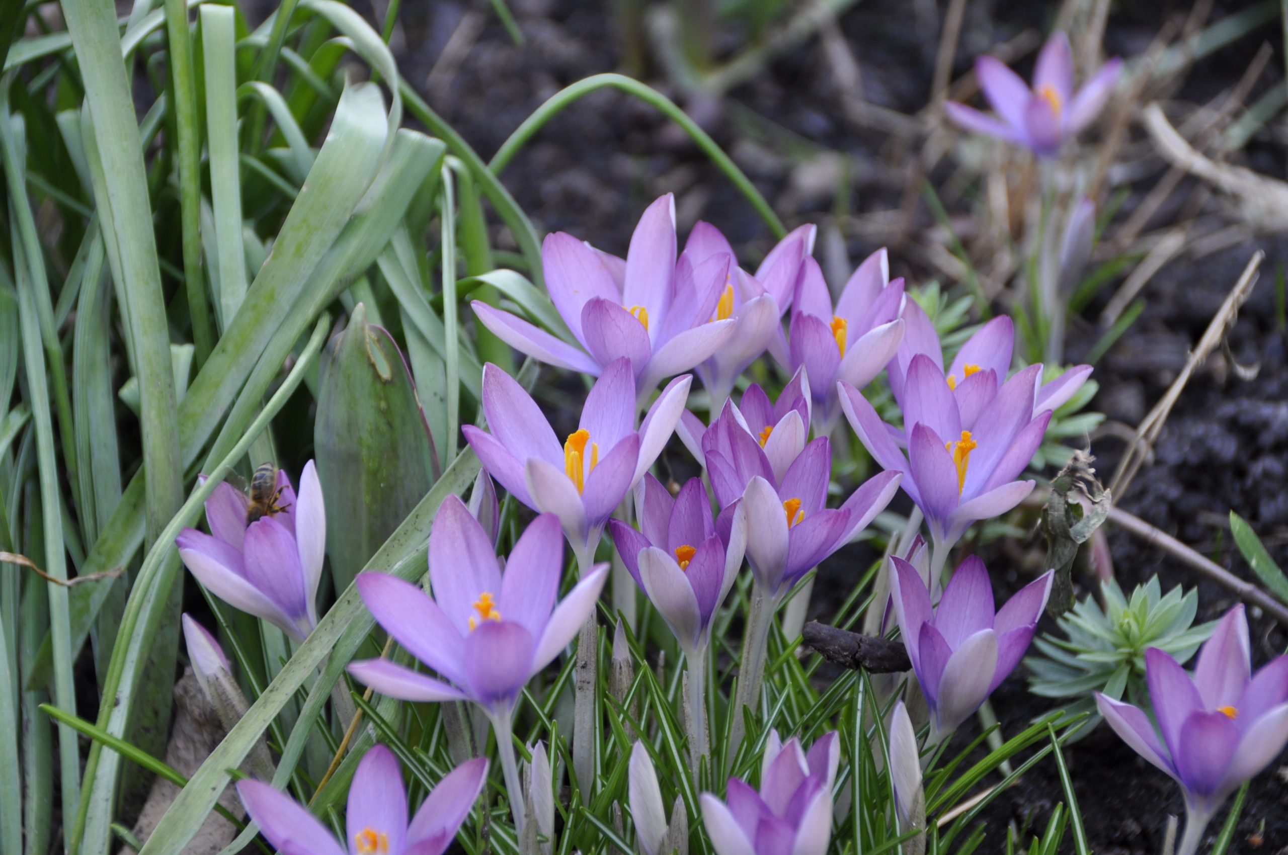 9249_crocus_tommasinianus_BG_007.jpg