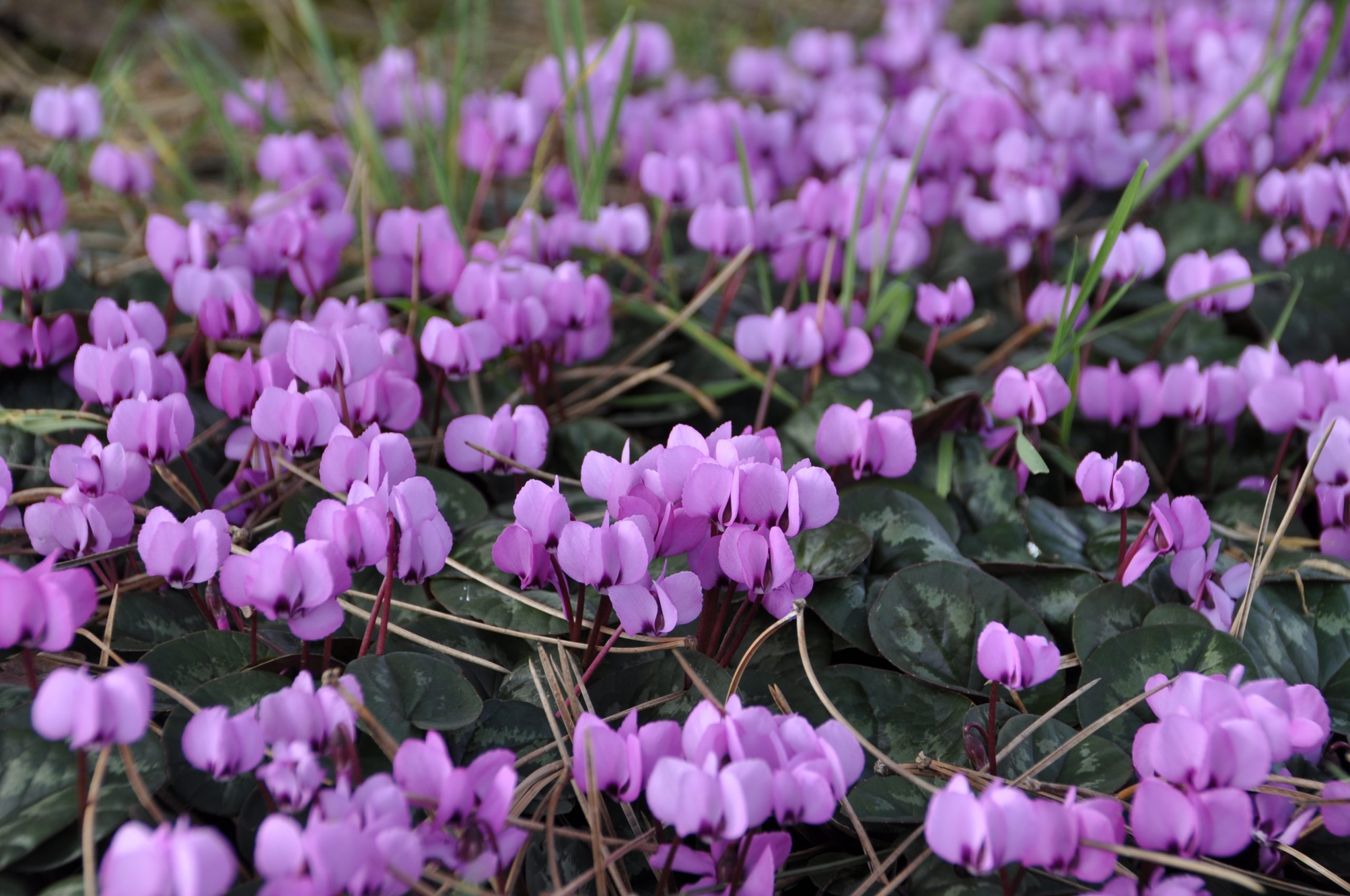9250_cyclamen_coum_BG_005.jpg