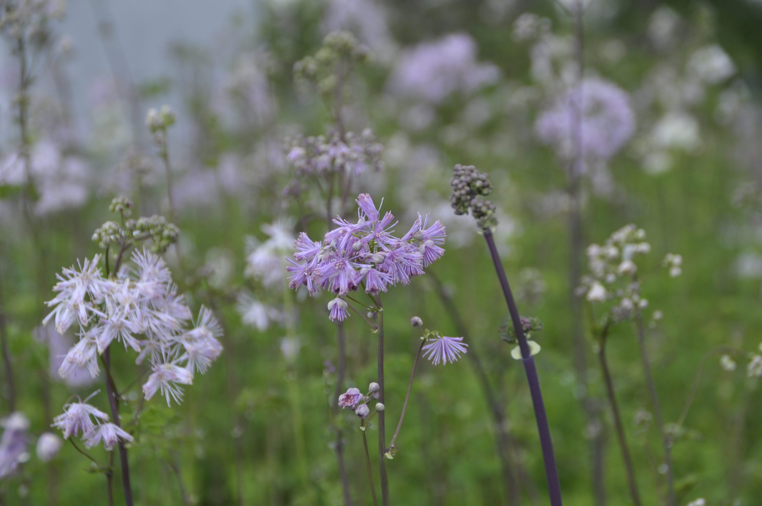 9282_thalictrum_aquilegifolium_BG_003.jpg