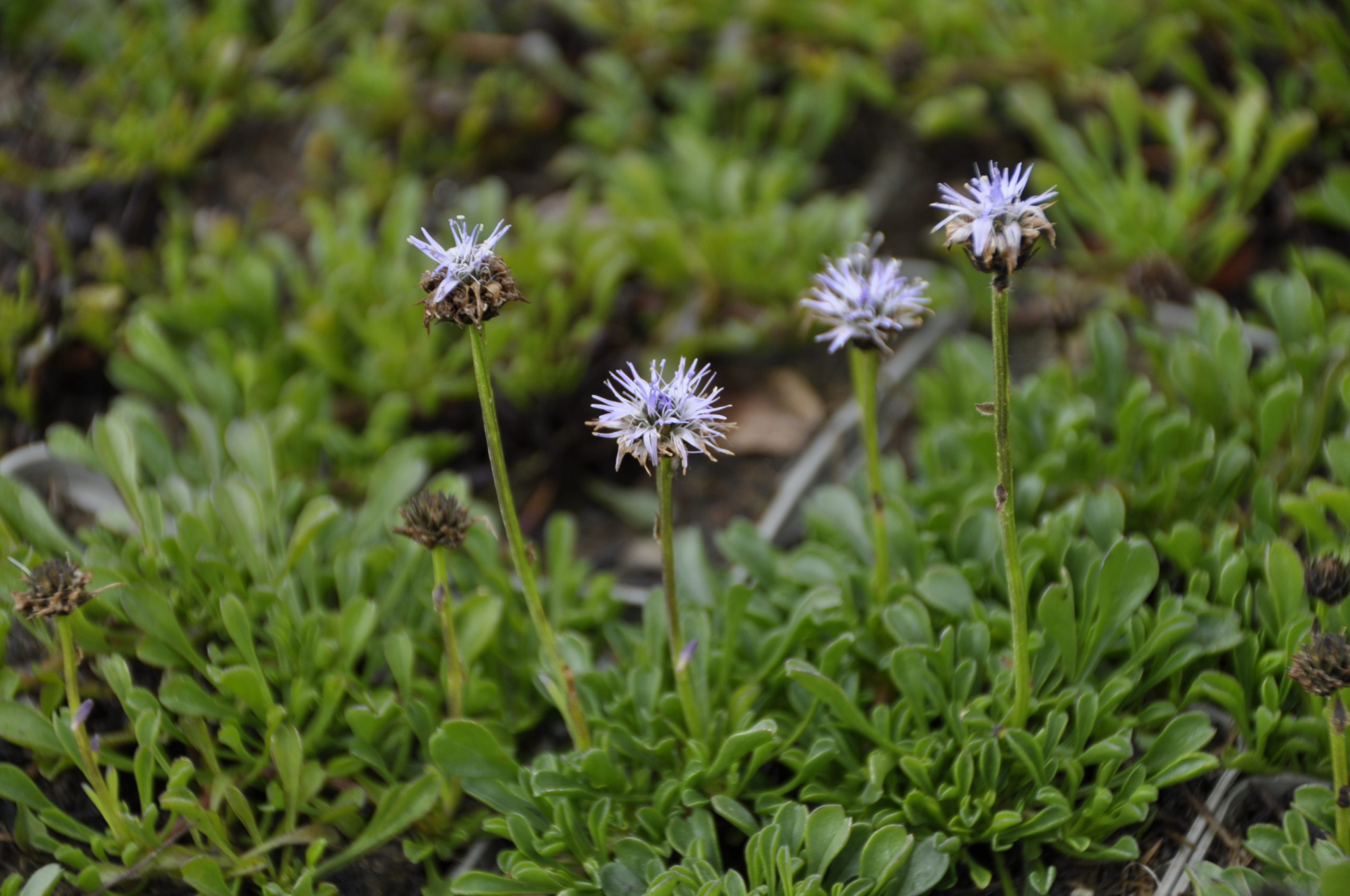 9285_globularia_cordifolia_BG_003.jpg