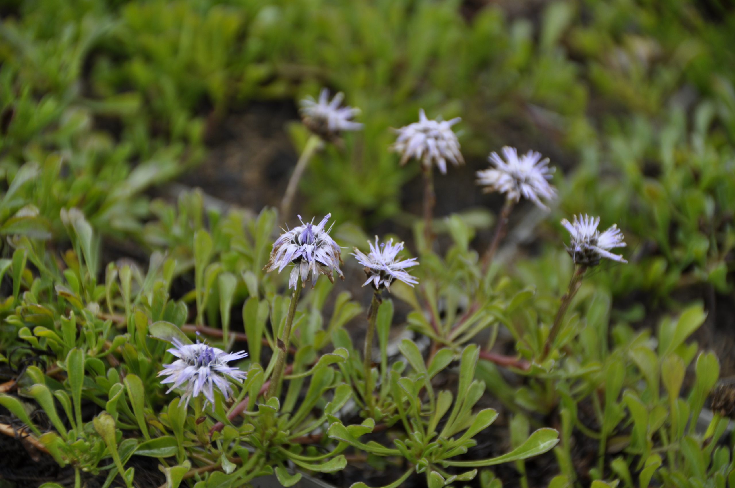 9286_globularia_cordifolia_BG_004.jpg