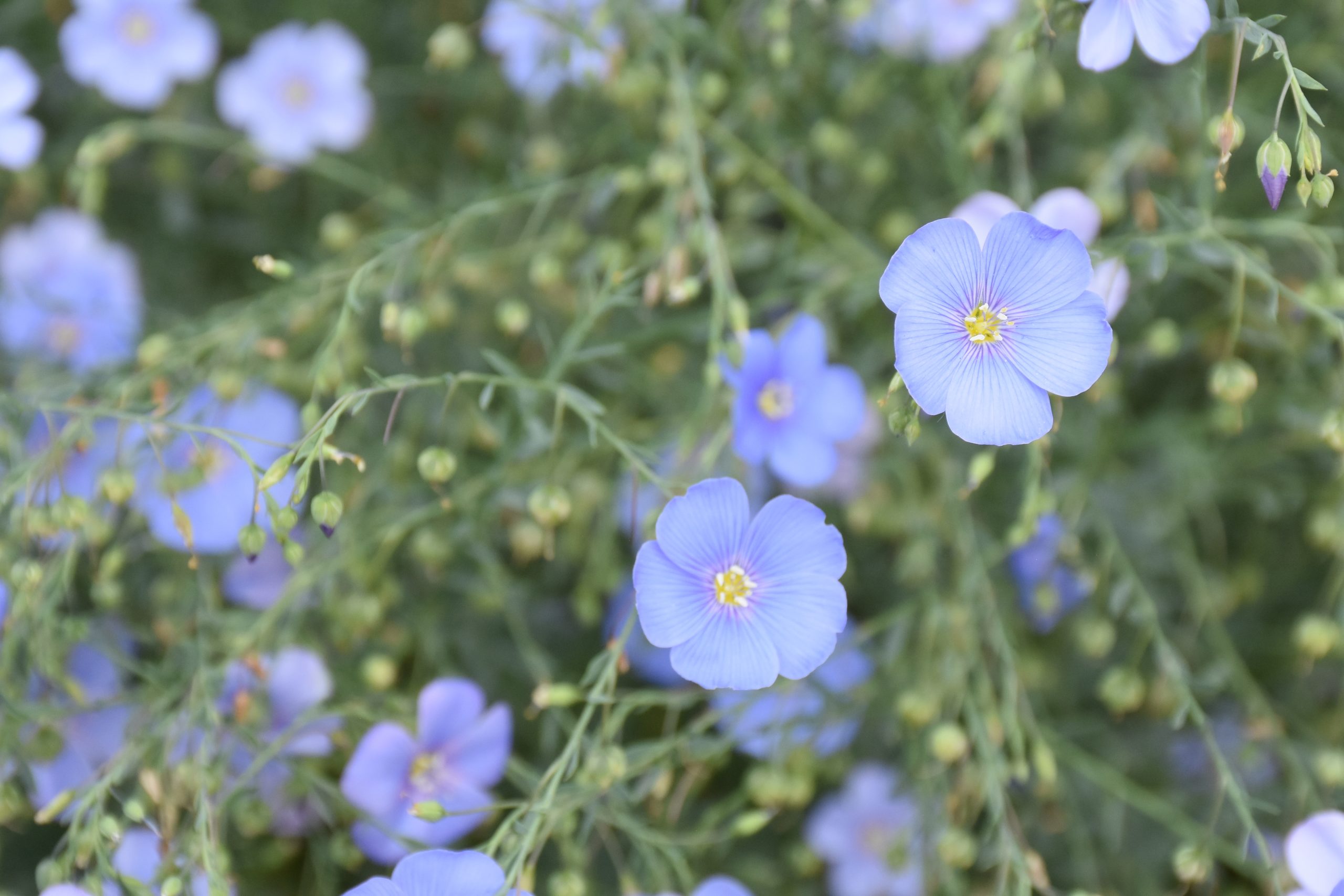 9294_linum_austriacum_XS_003.jpg