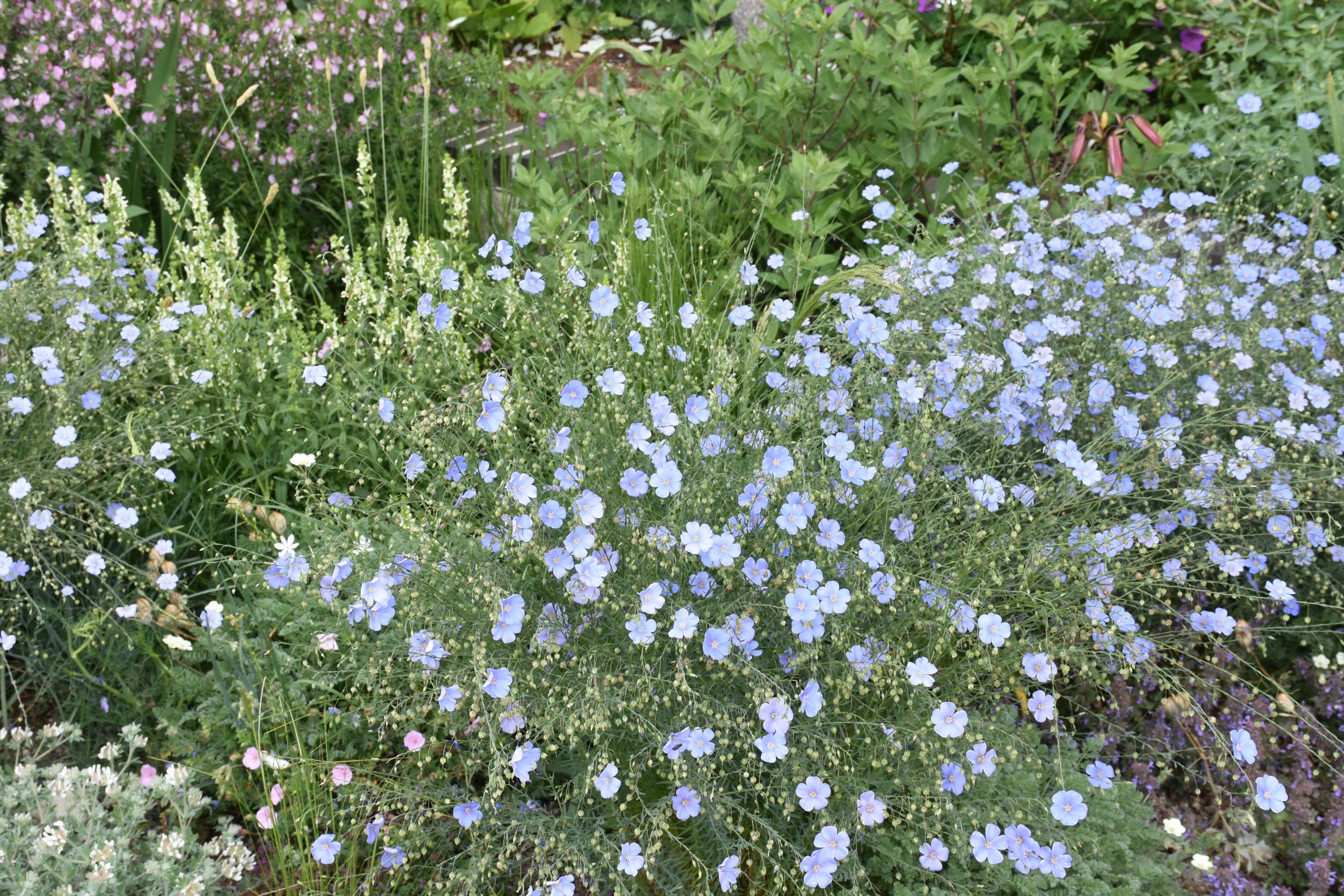 9295_linum_austriacum_XS_004.jpg