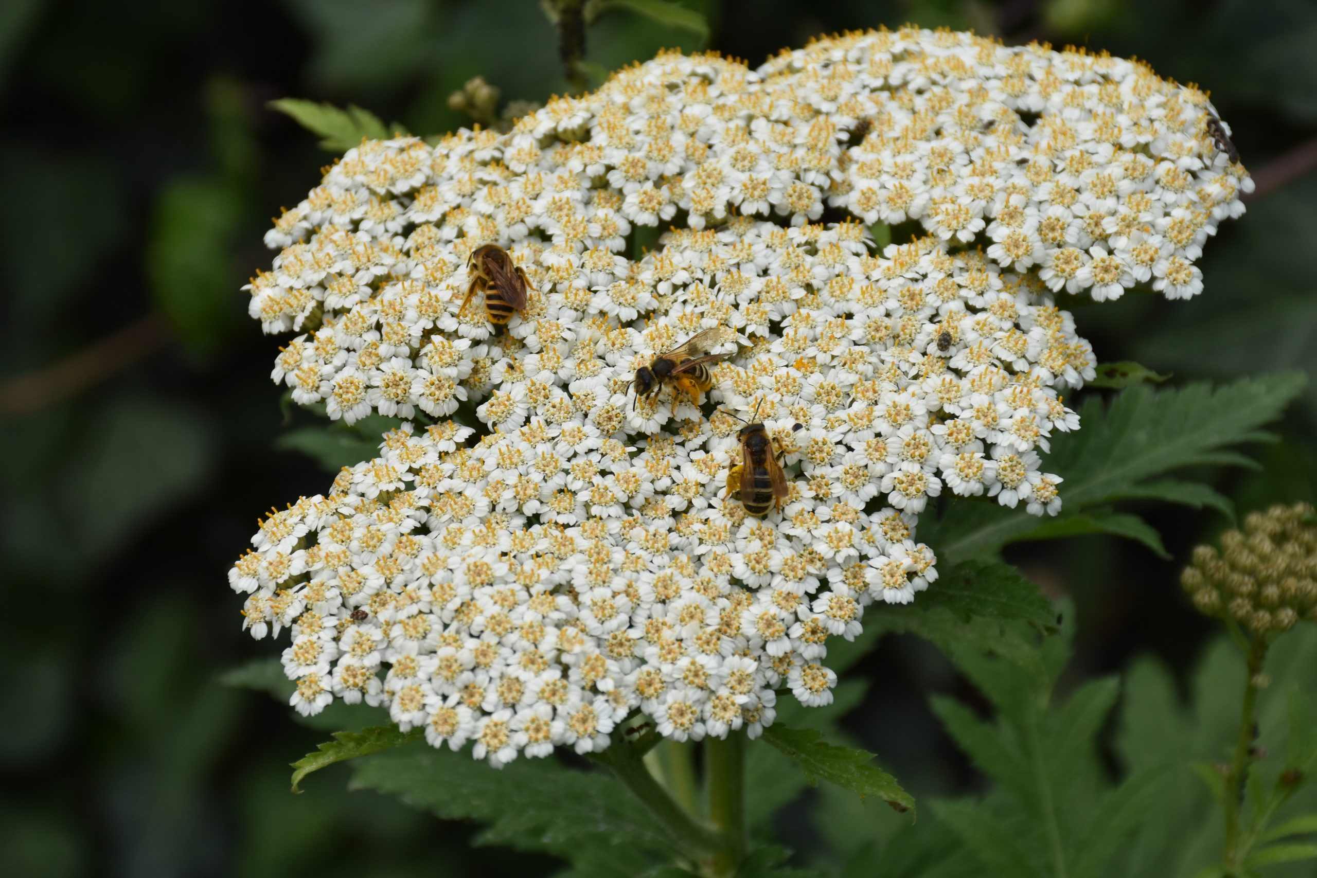 9297_tanacetum_macrophyllum_XS_002-1.jpg