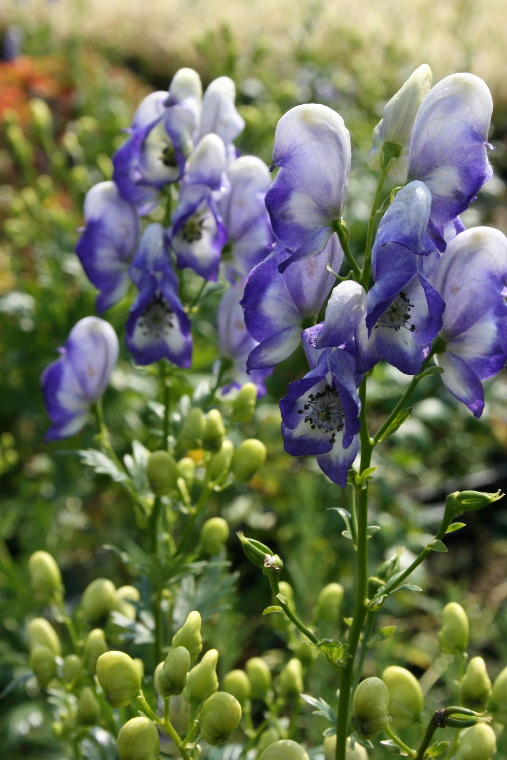 92_aconitum_cammarum_bicolor_SS_001.jpeg