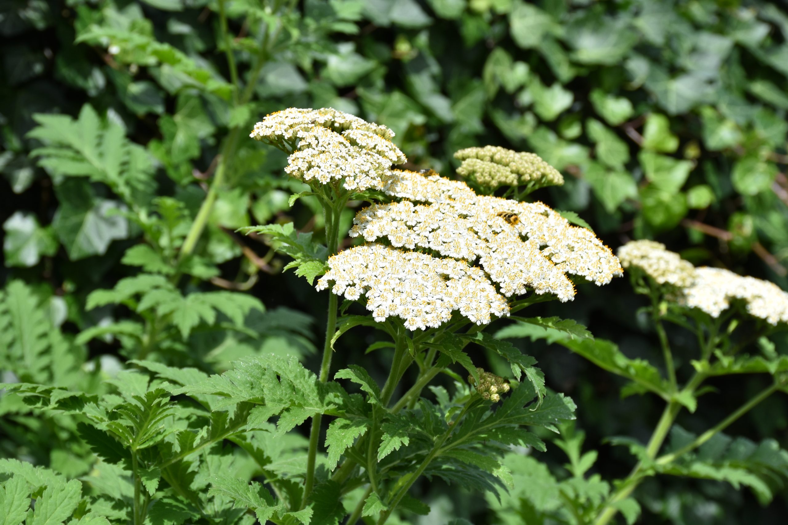 9300_tanacetum_macrophyllum_XS_004-1.jpg