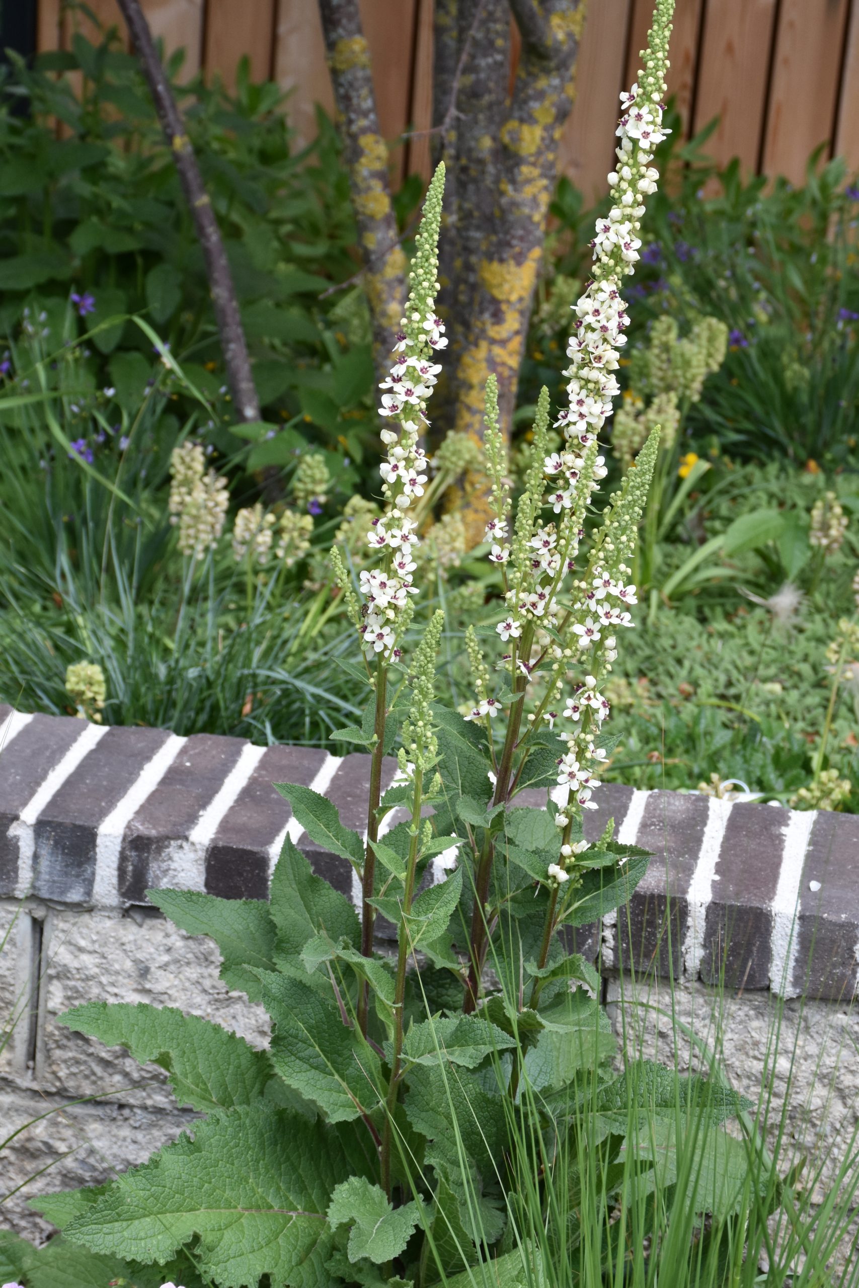 9301_verbascum_chaixii_XS_003.jpg