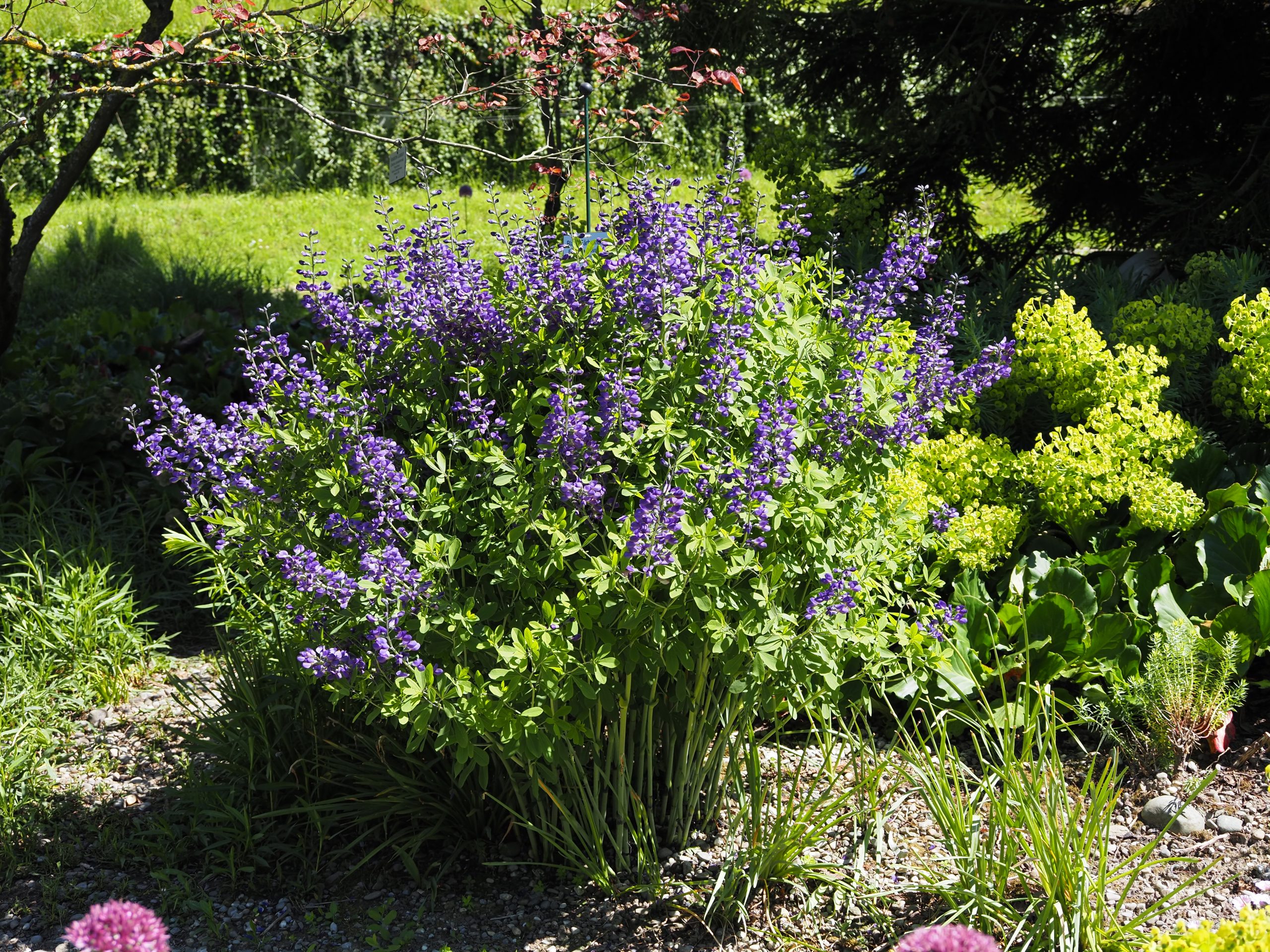 9309_baptisia_australis_BG_003.jpg