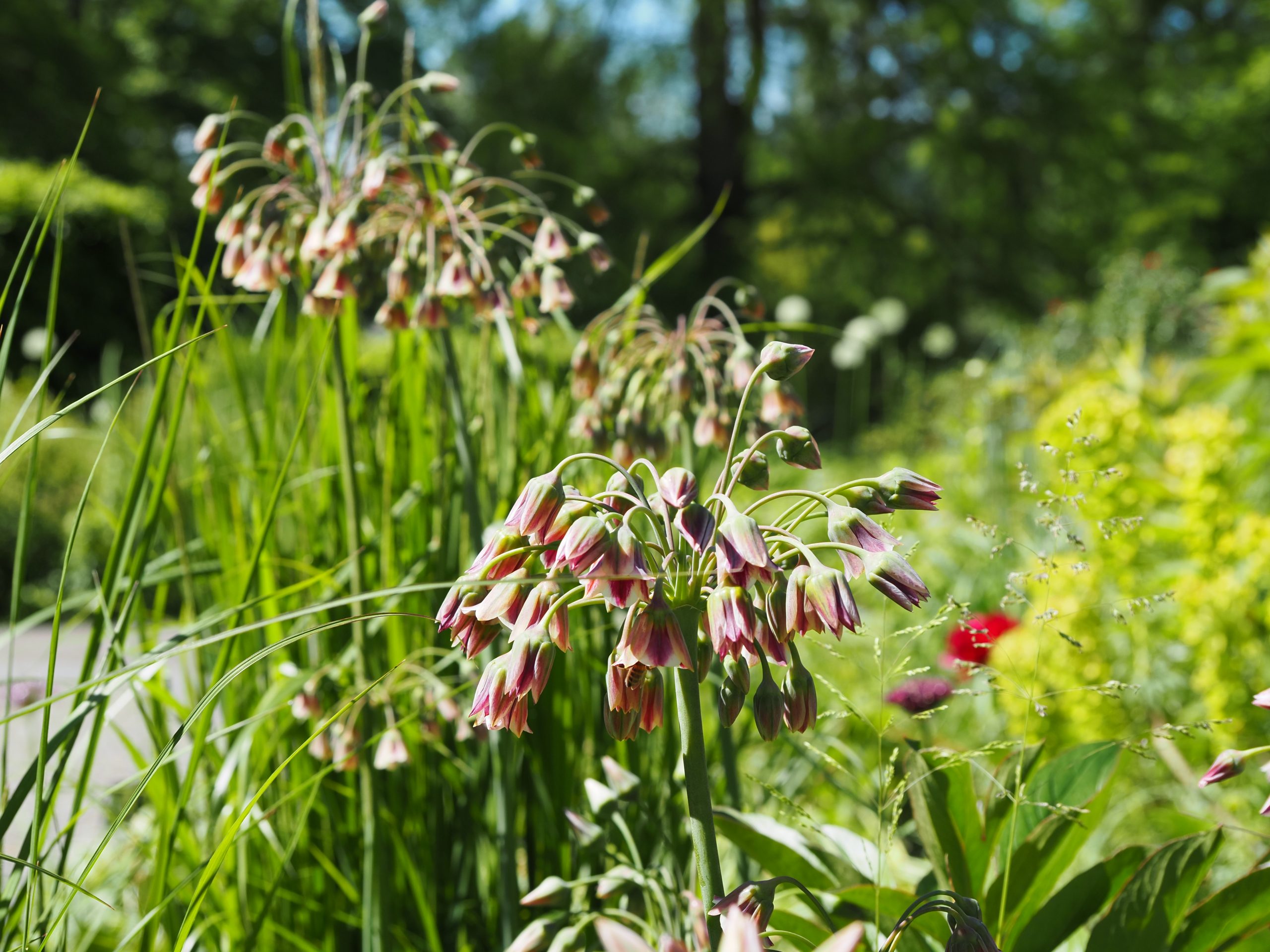 9322_nectaroscordum_siculum_ssp_bulgaricum_BG_004.jpg
