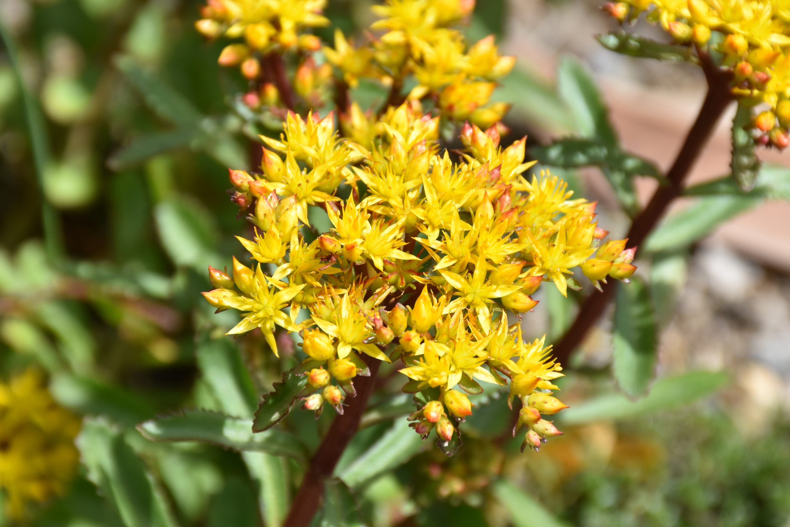 9339_sedum_aizoon_euphorbioides_maximum_XS_003.jpg