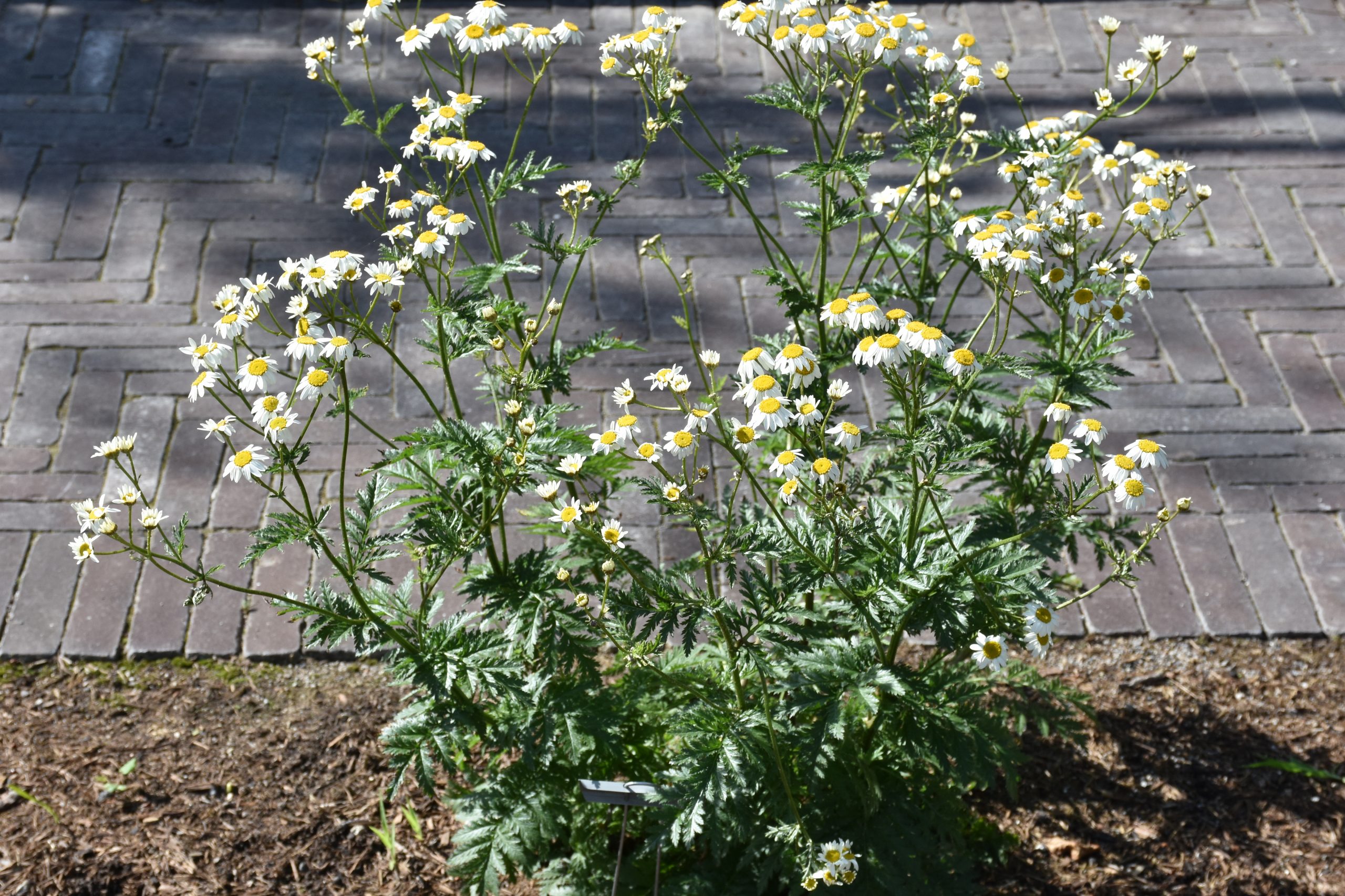 9340_tanacetum_corymbosum_XS_002.jpg