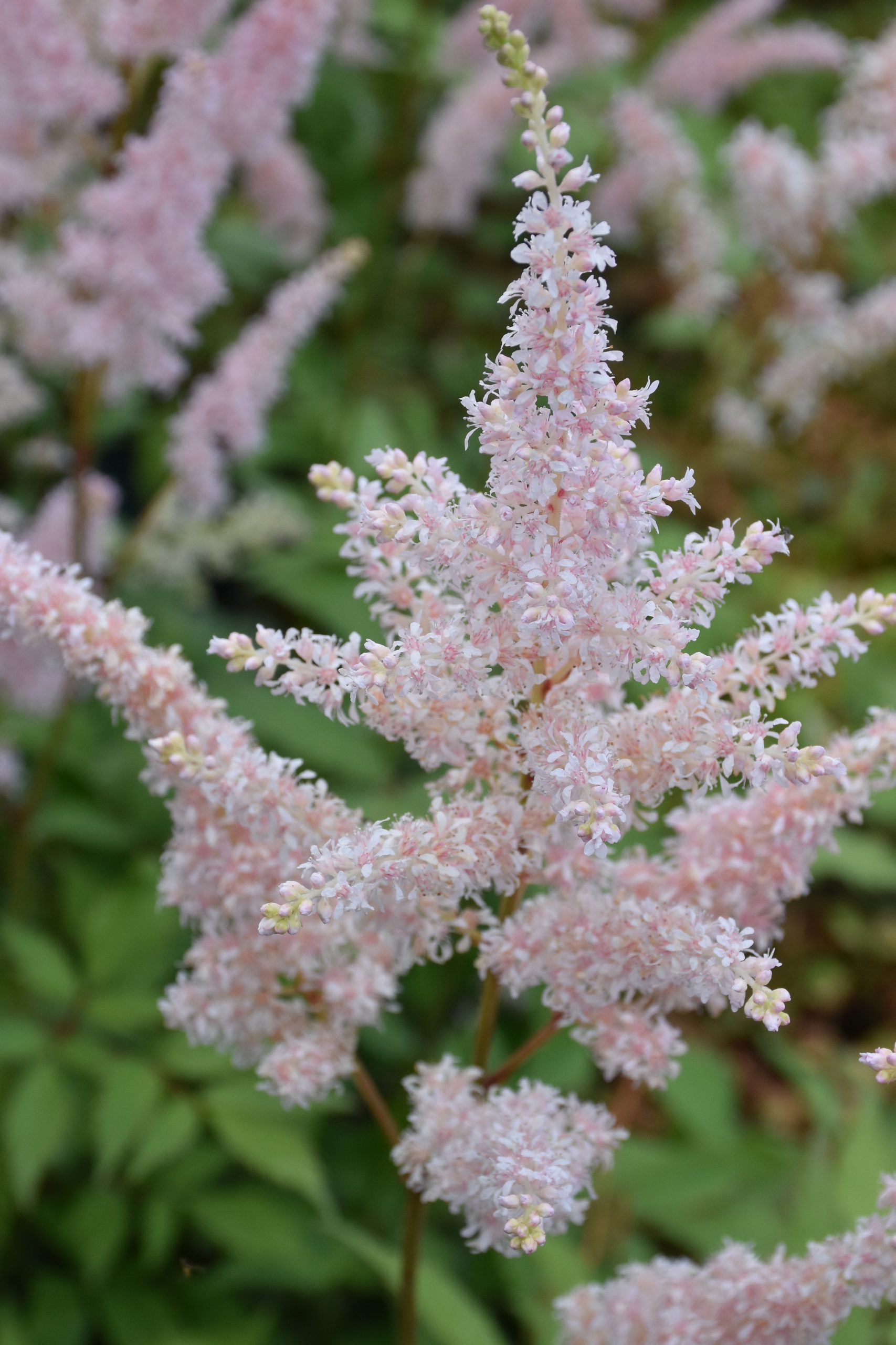 9344_astilbe_japonica_peach_blossom_XS_001.jpg