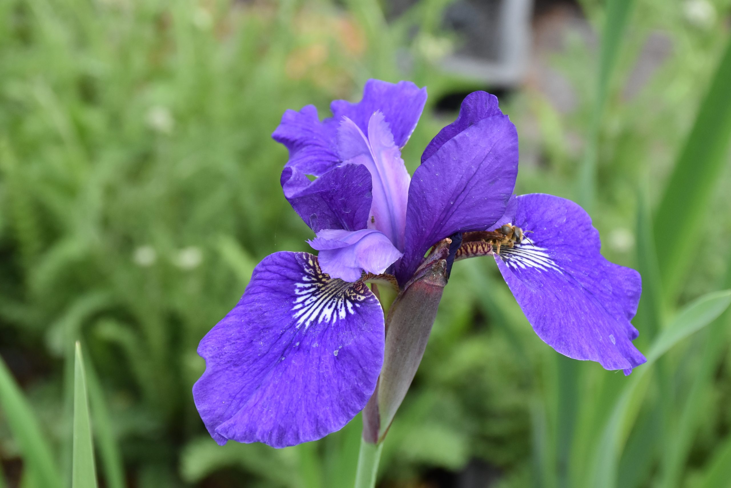 9349_iris_sibirica_niklassee_XS_004.jpg