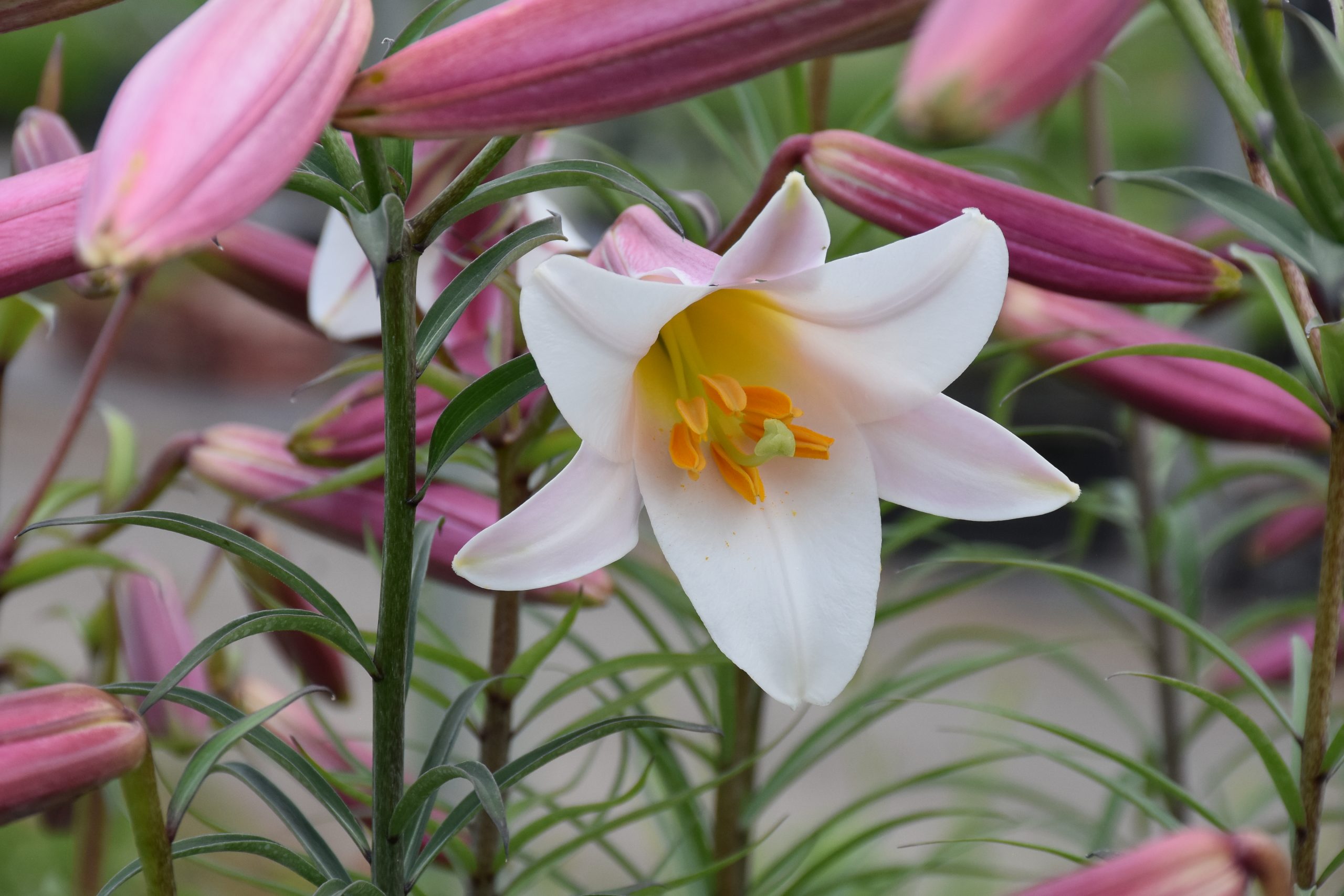 9351_lilium_regale_XS_003.jpg