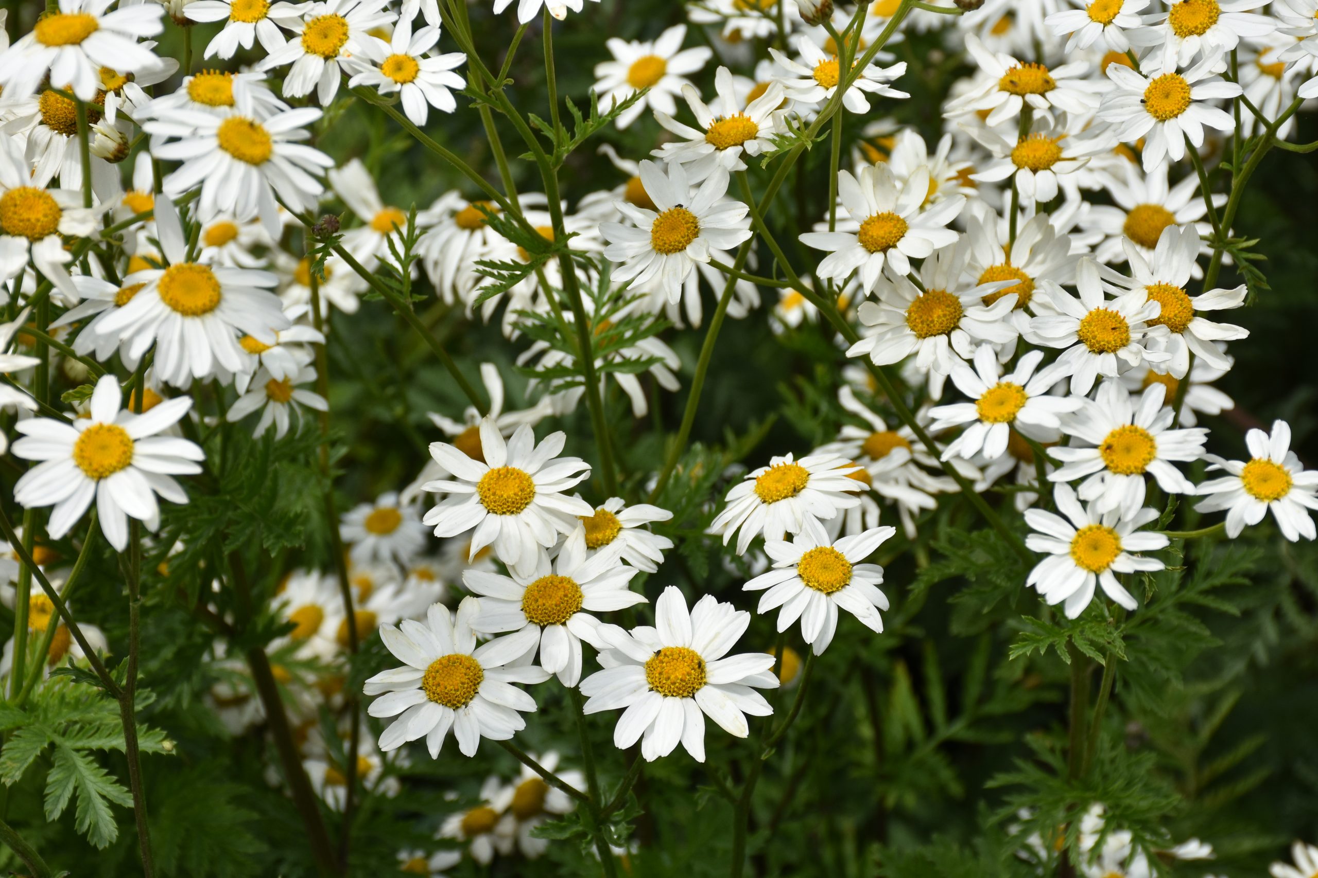 9352_tanacetum_corymbosum_XS_003.jpg